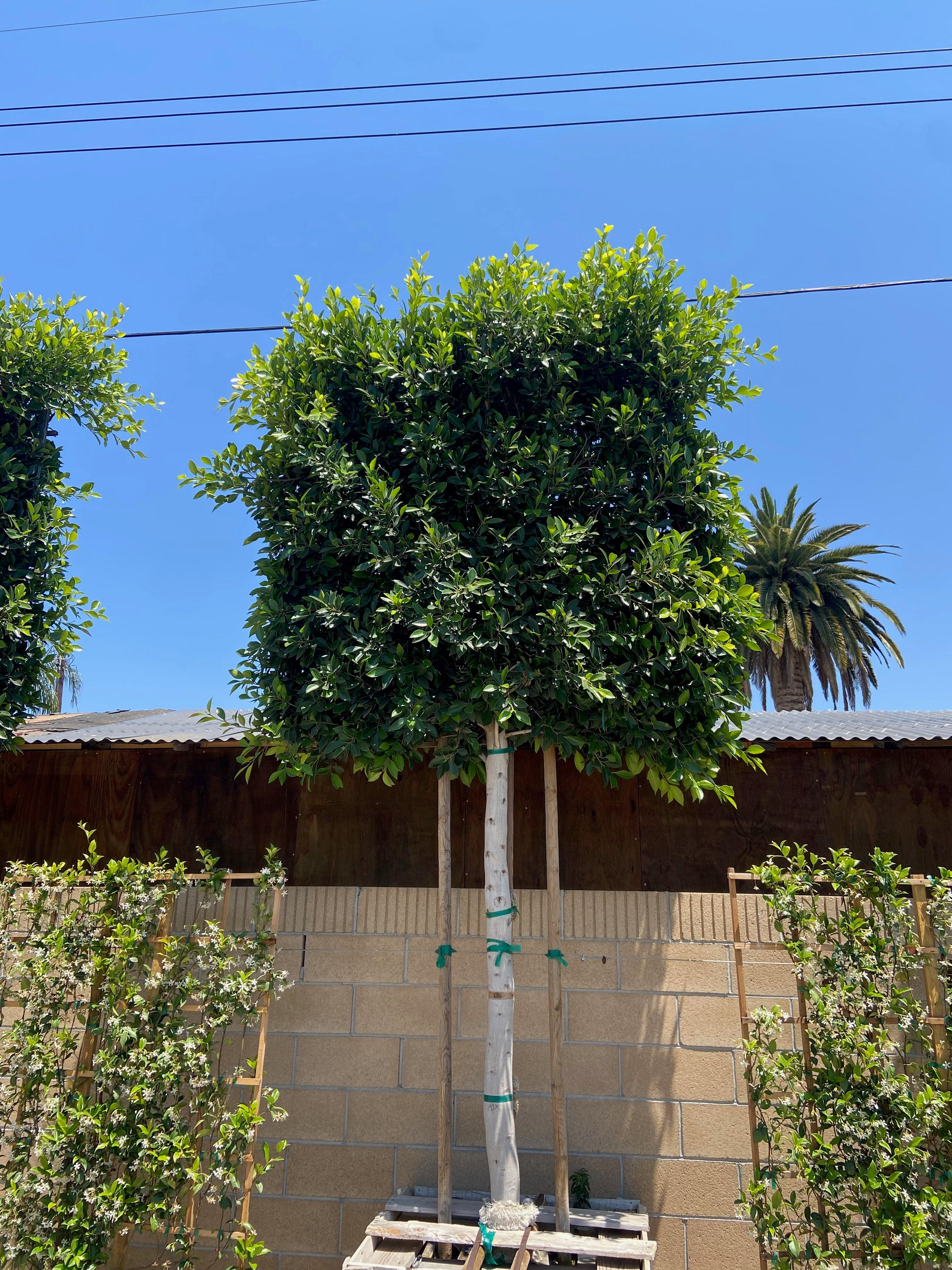 Ficus Tree - Ficus nitida - Image 5