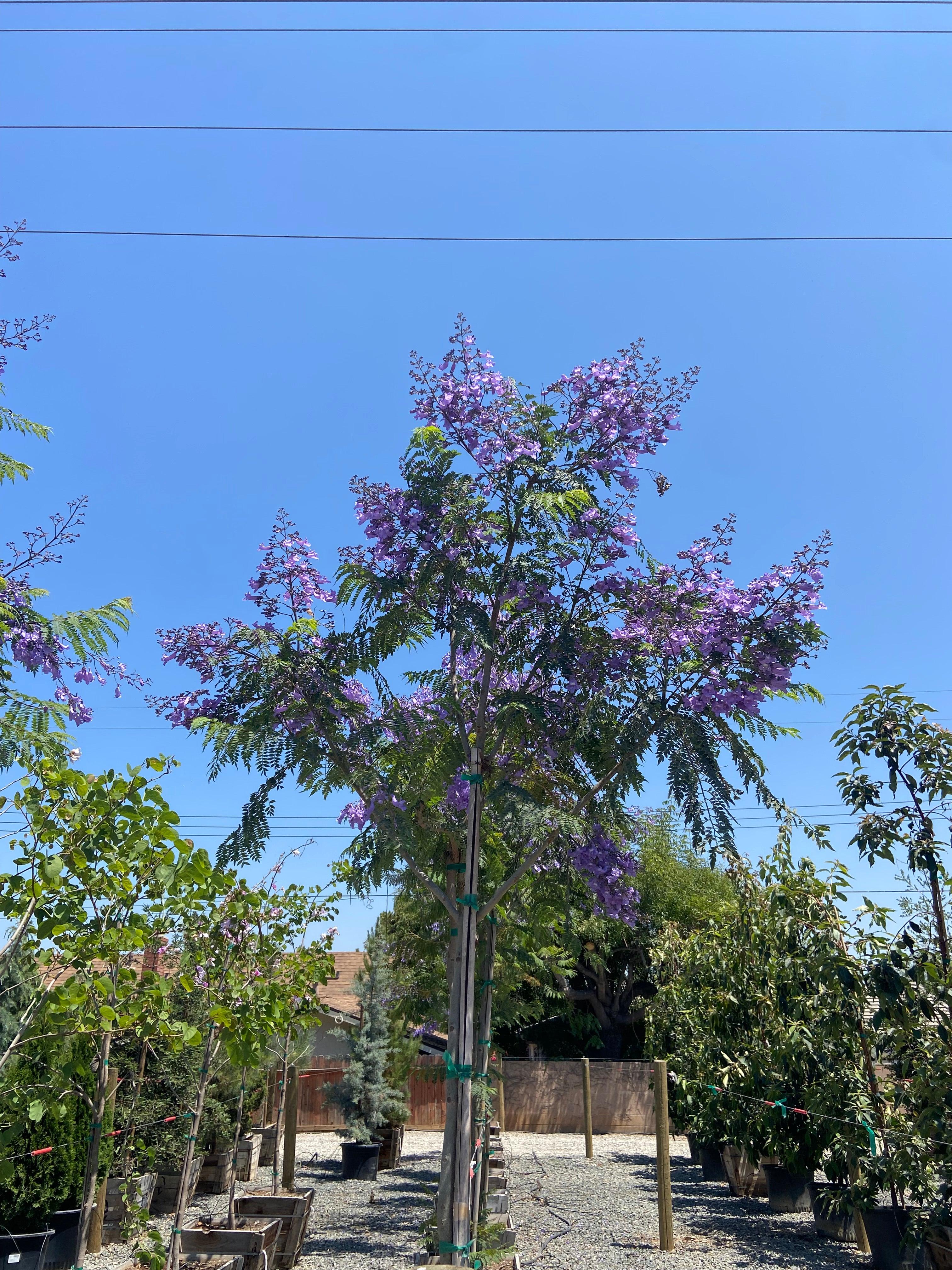 Jacaranda Tree For Sale - Jacaranda Mimosifolia - Image 3