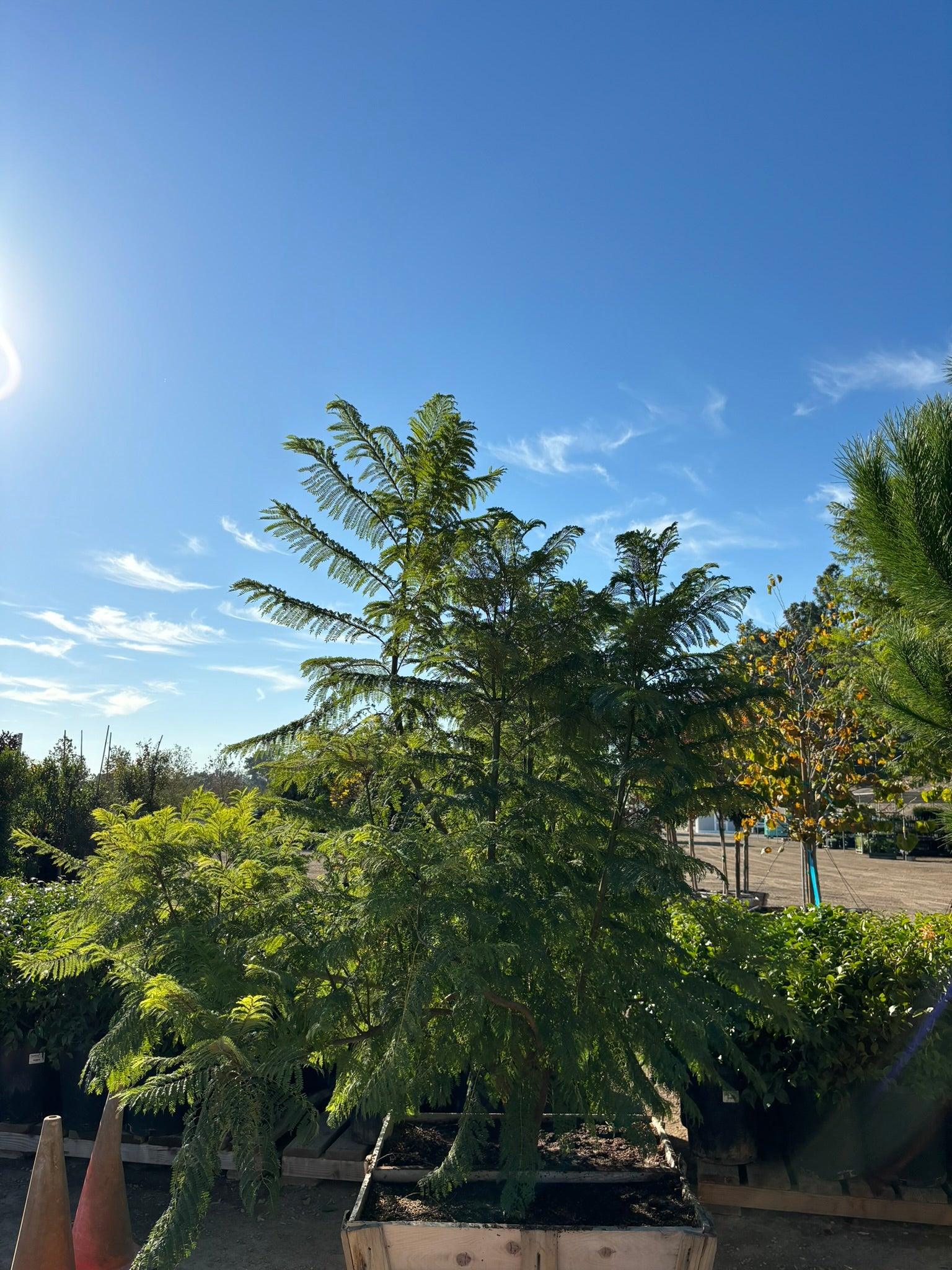 Jacaranda Tree For Sale - Jacaranda Mimosifolia - Image 4