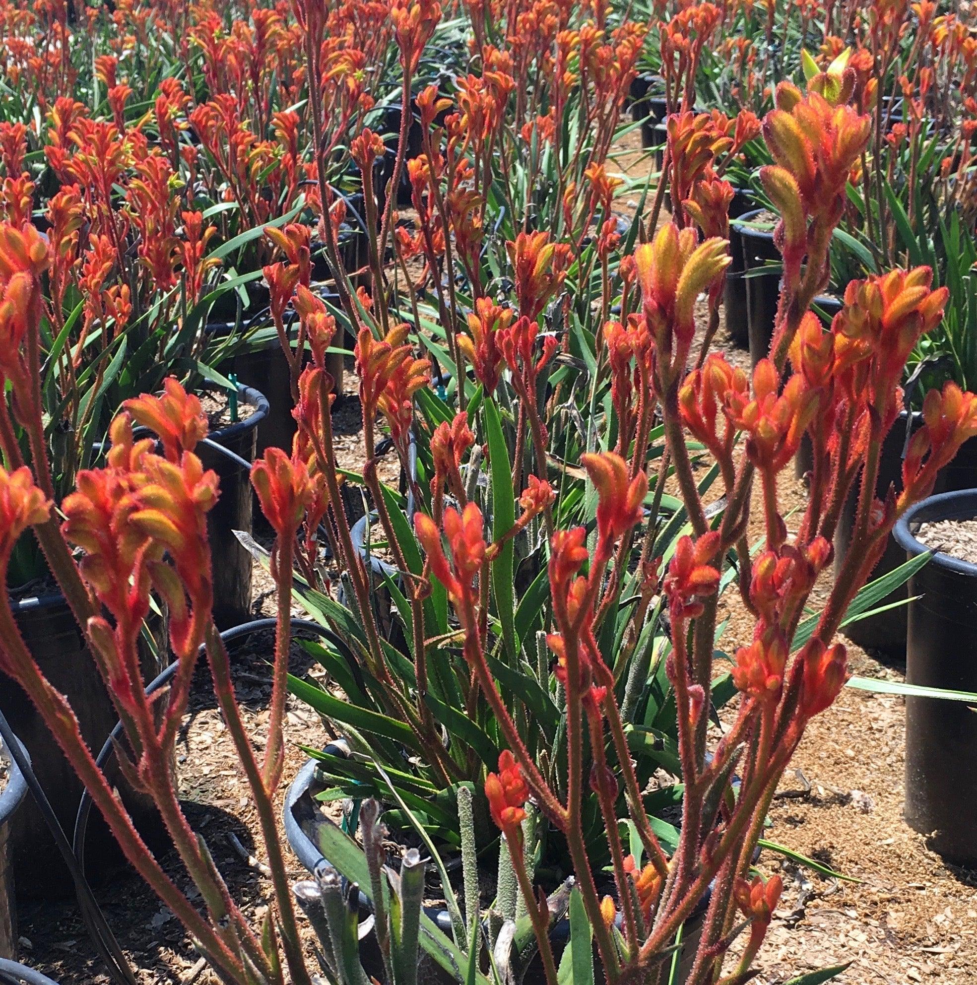 Kangaroo Paw (Anigozanthos) - Image 5
