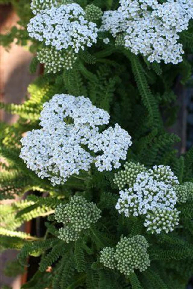 Shell Beach Yarrow - Achillea millefolium 'Shell Beach' (White)