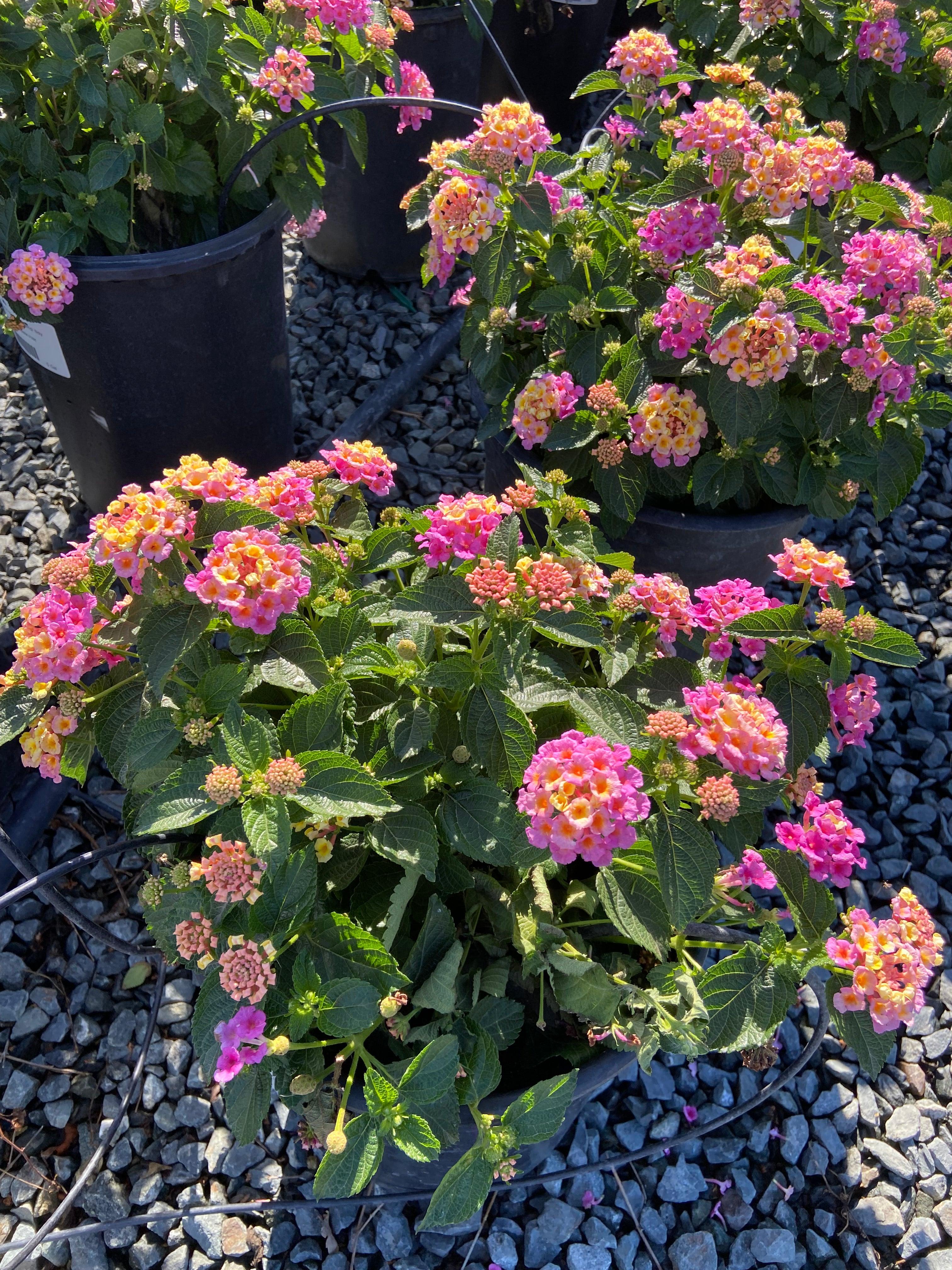 Lantana - Image 4