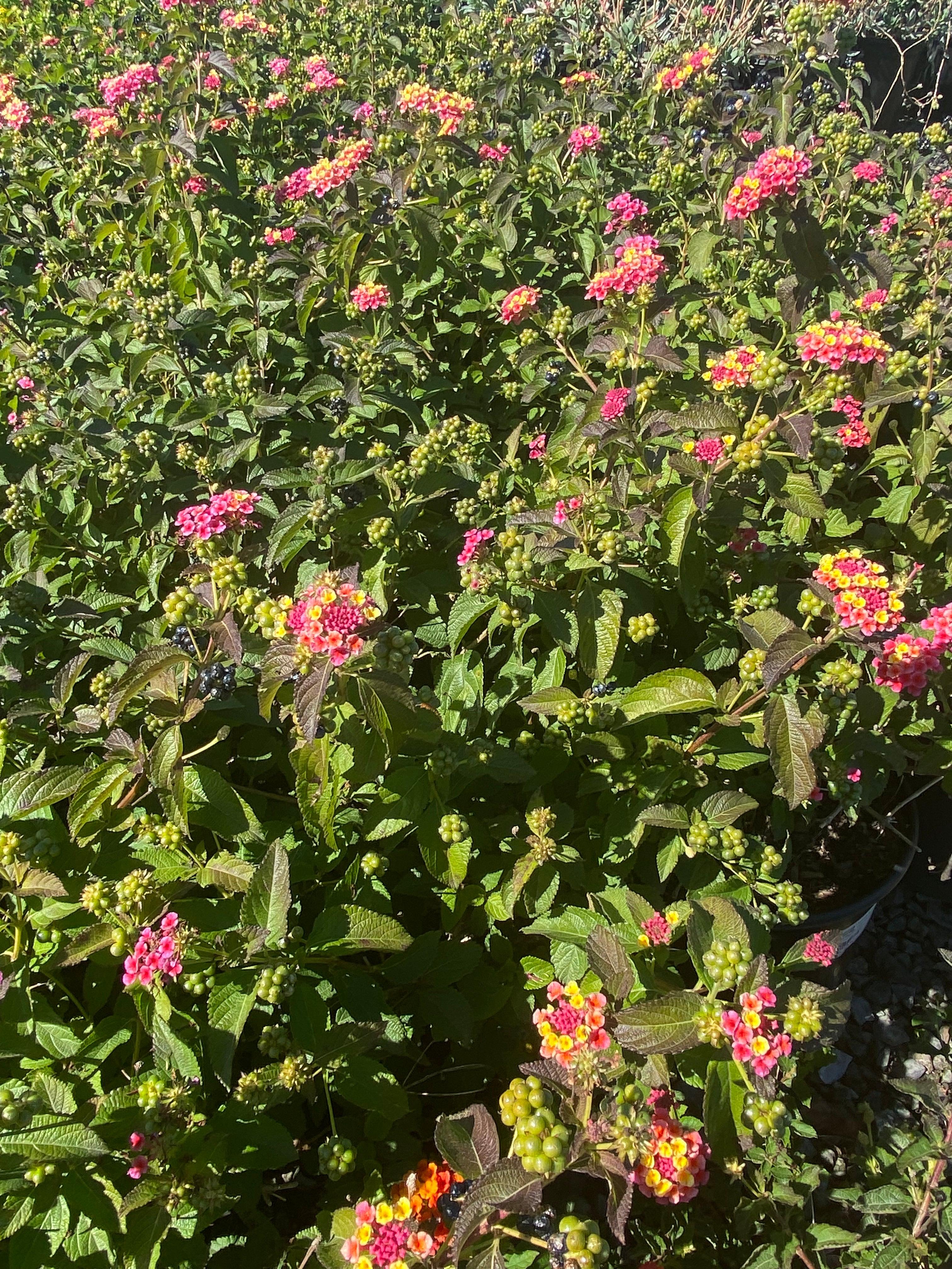 Lantana - Image 5