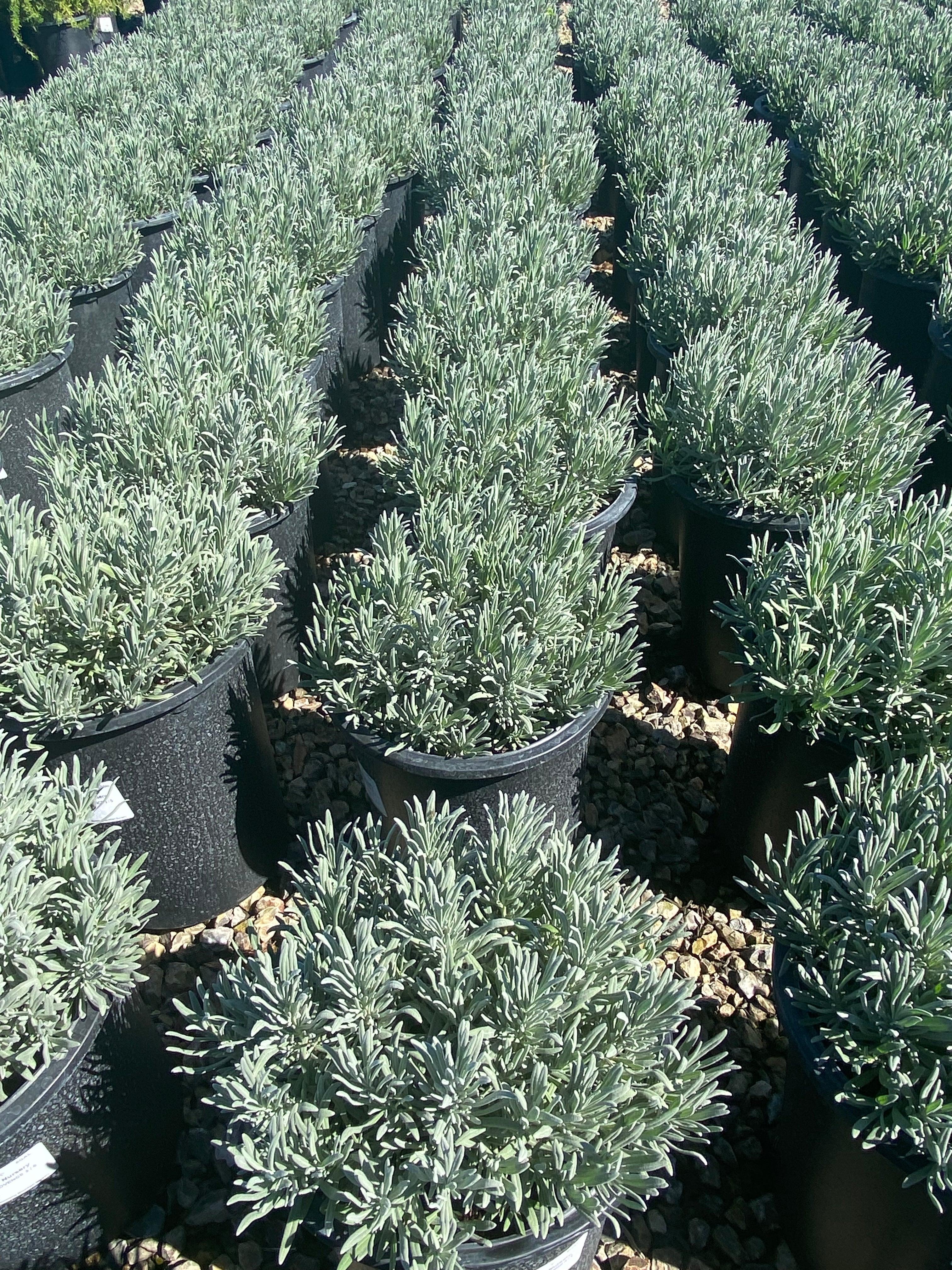 Lavender - Lavandula