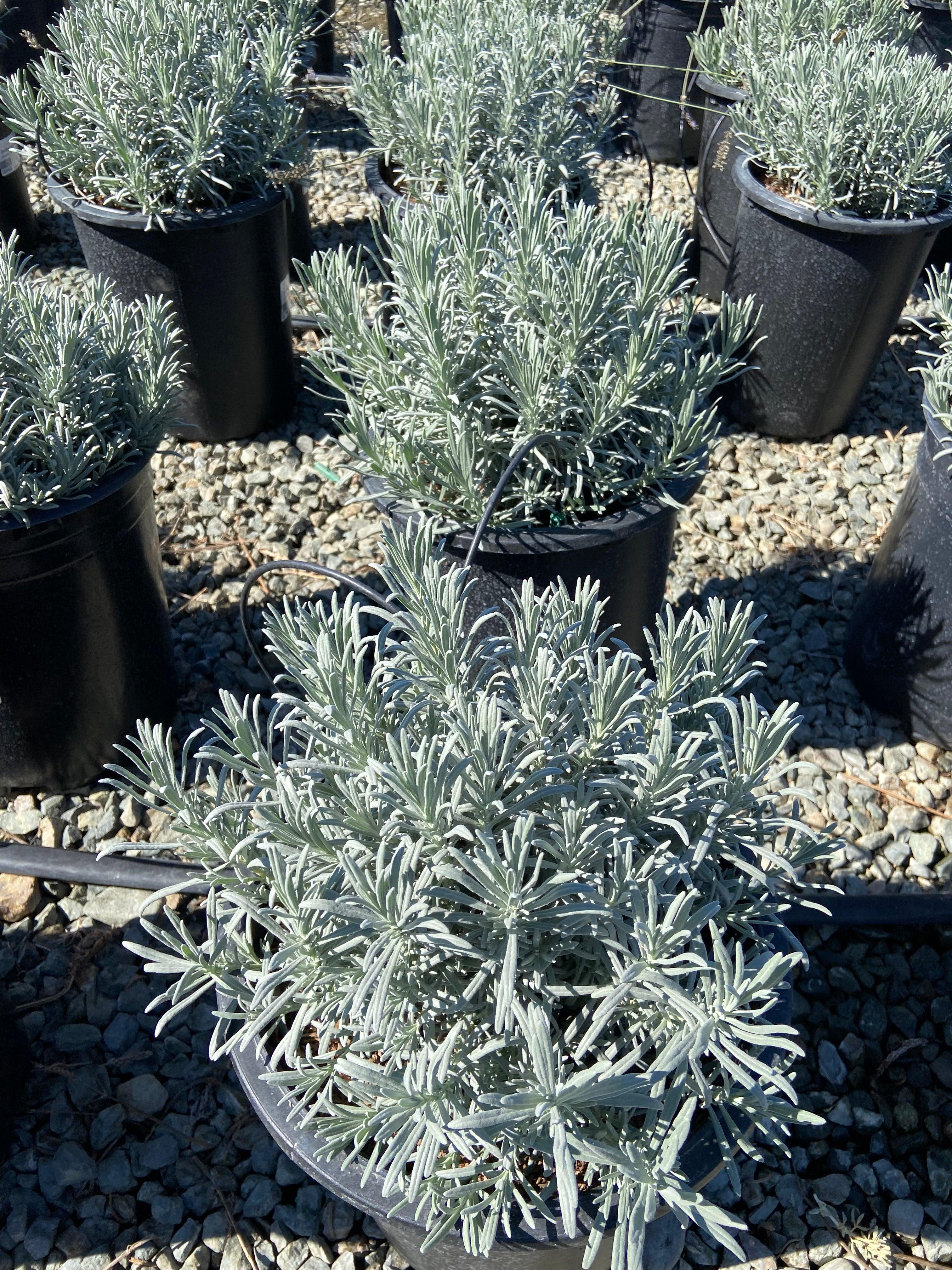 Lavender - Lavandula - Image 2