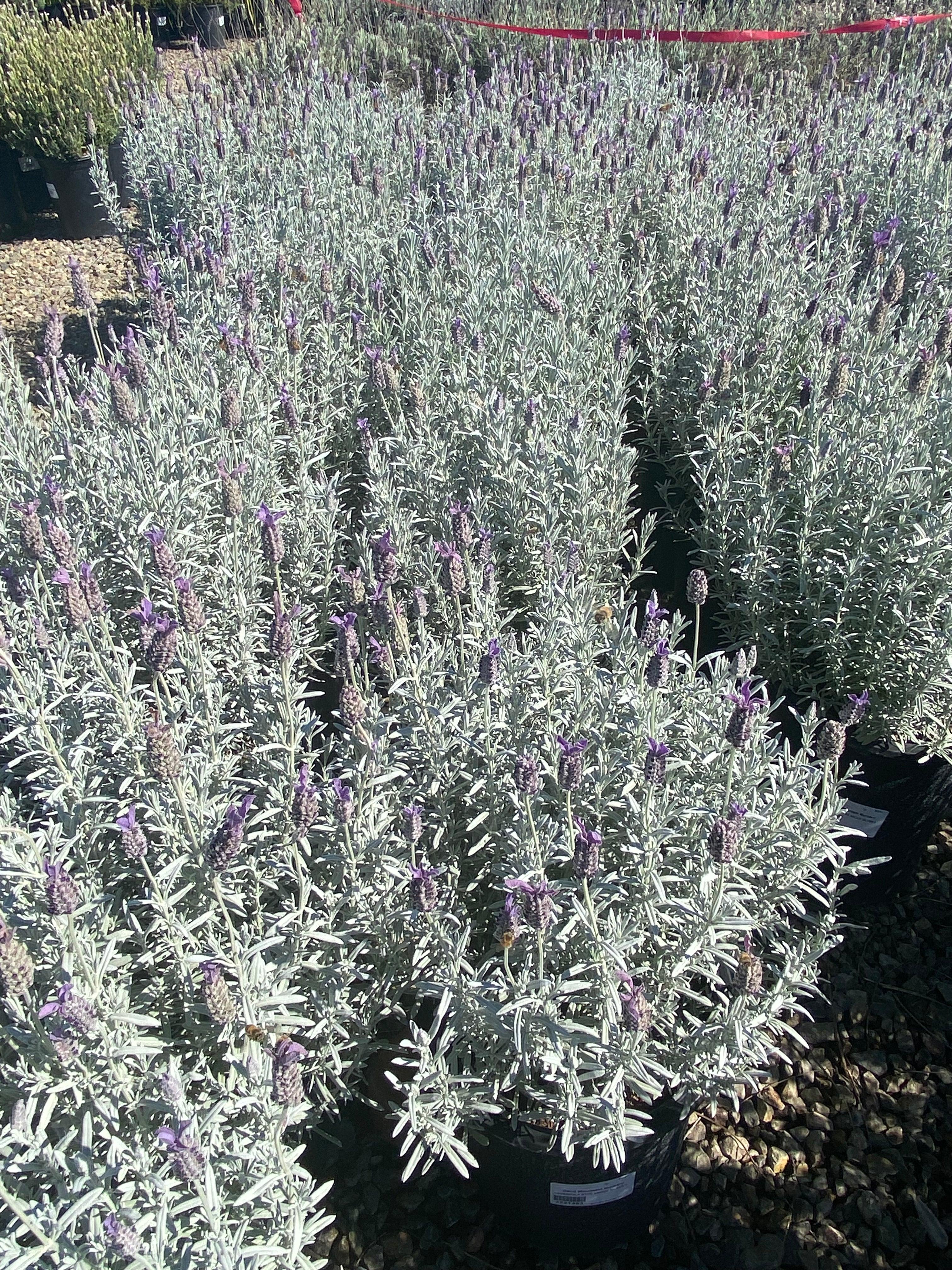 Lavender - Lavandula - Image 3