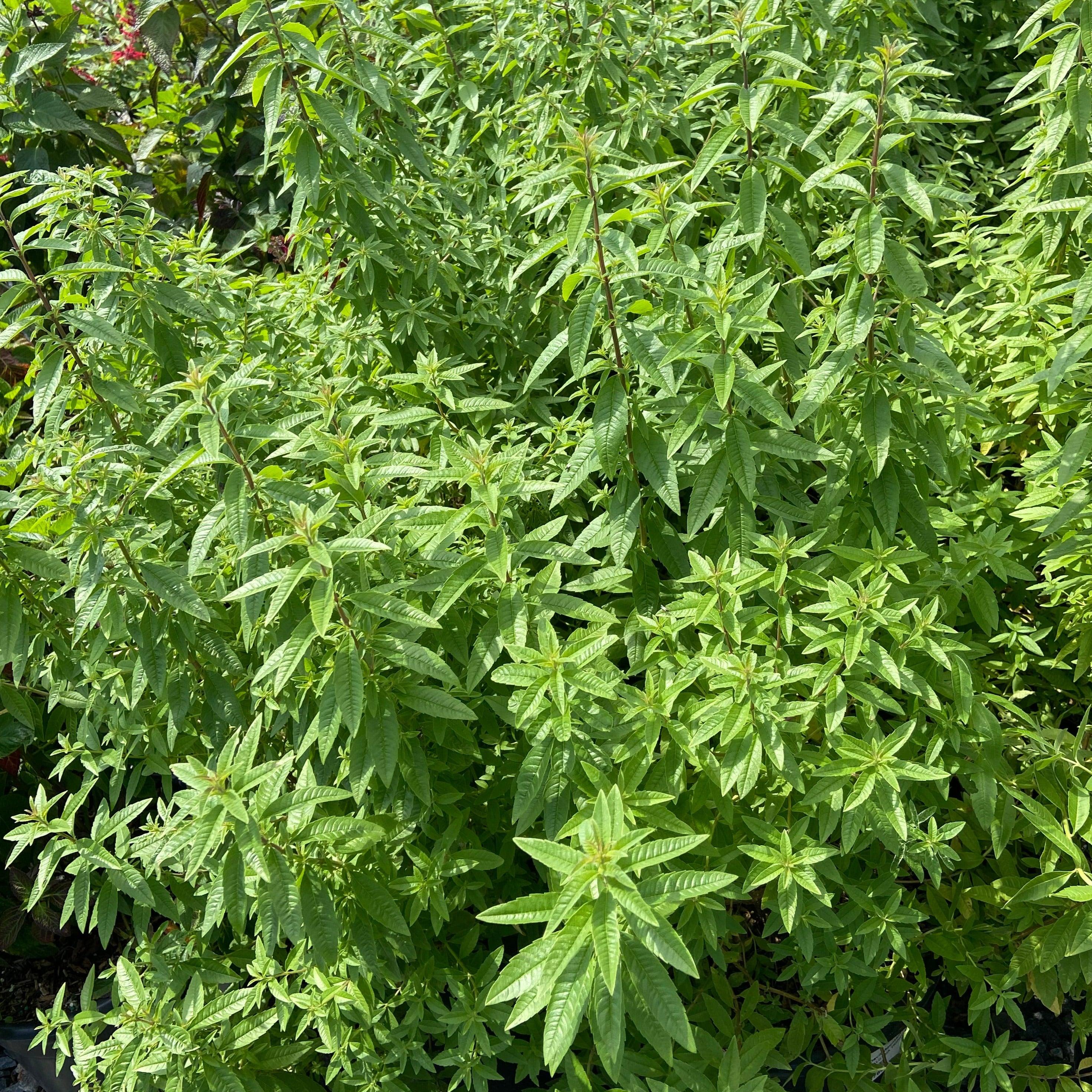 Lemon Verbena - Aloysia triphylla