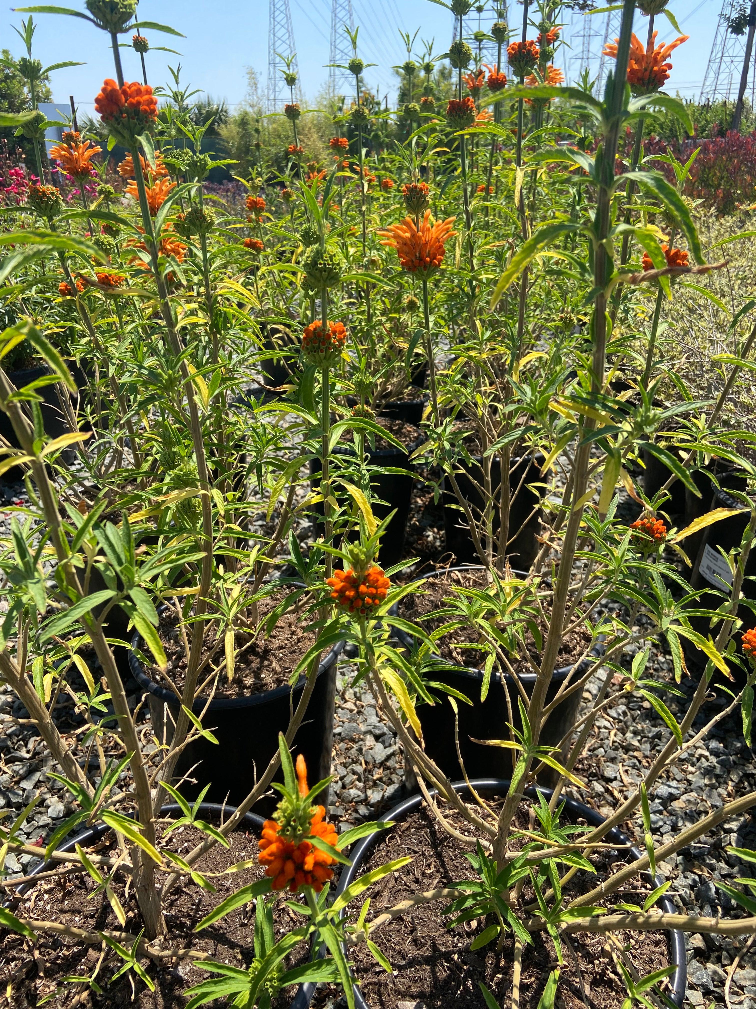 Lion's Tail - Leonotis leonurus