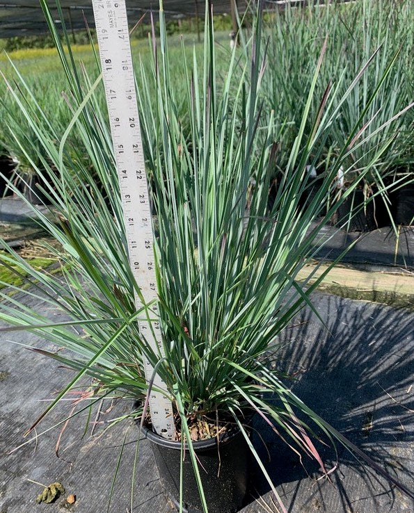 Little Bluestem Grass - Schizachyrium Scoparium 'Standing Ovation'