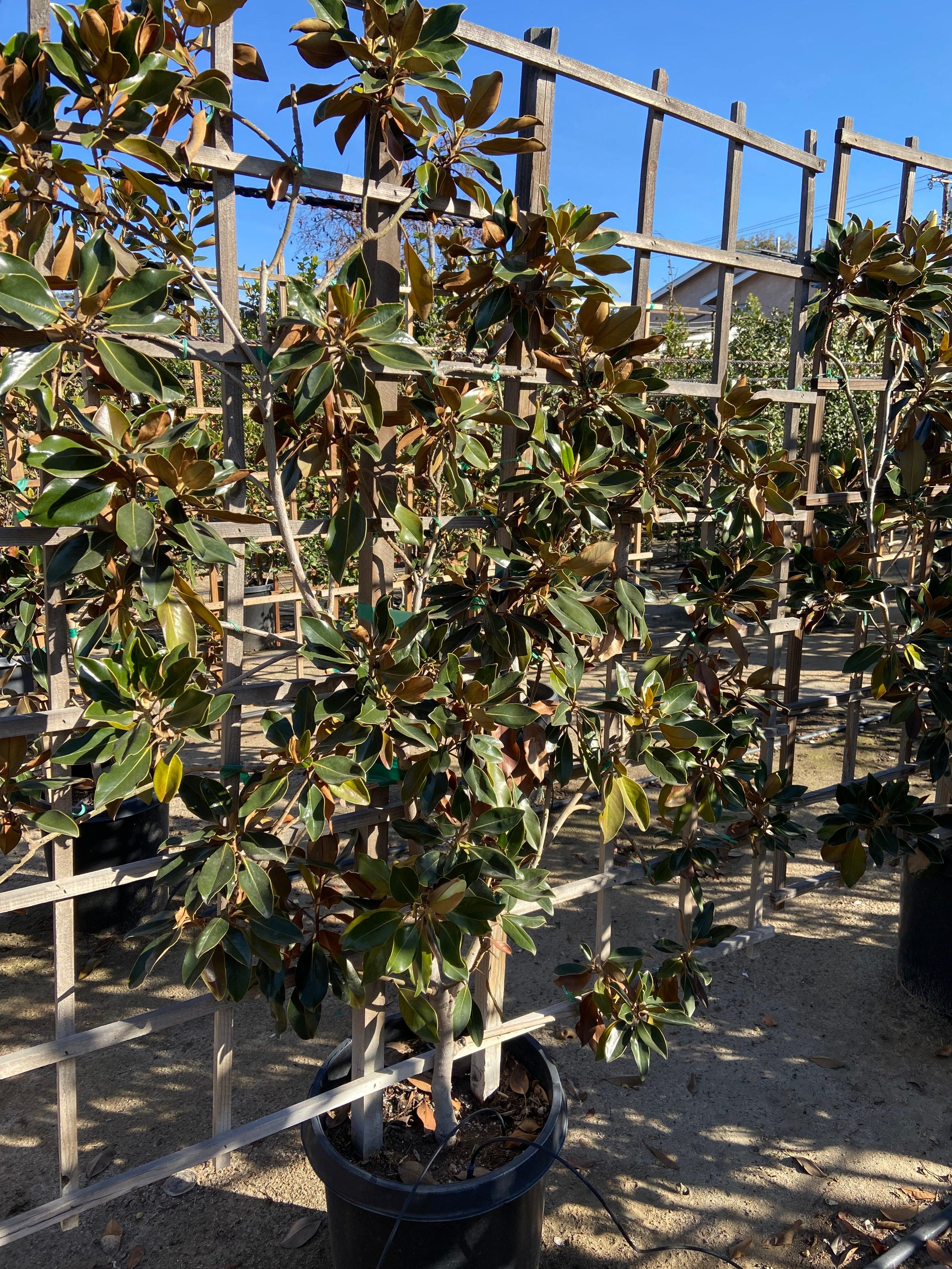 Little Gem Magnolia (Magnolia grandiflora 'Little Gem') - Image 4