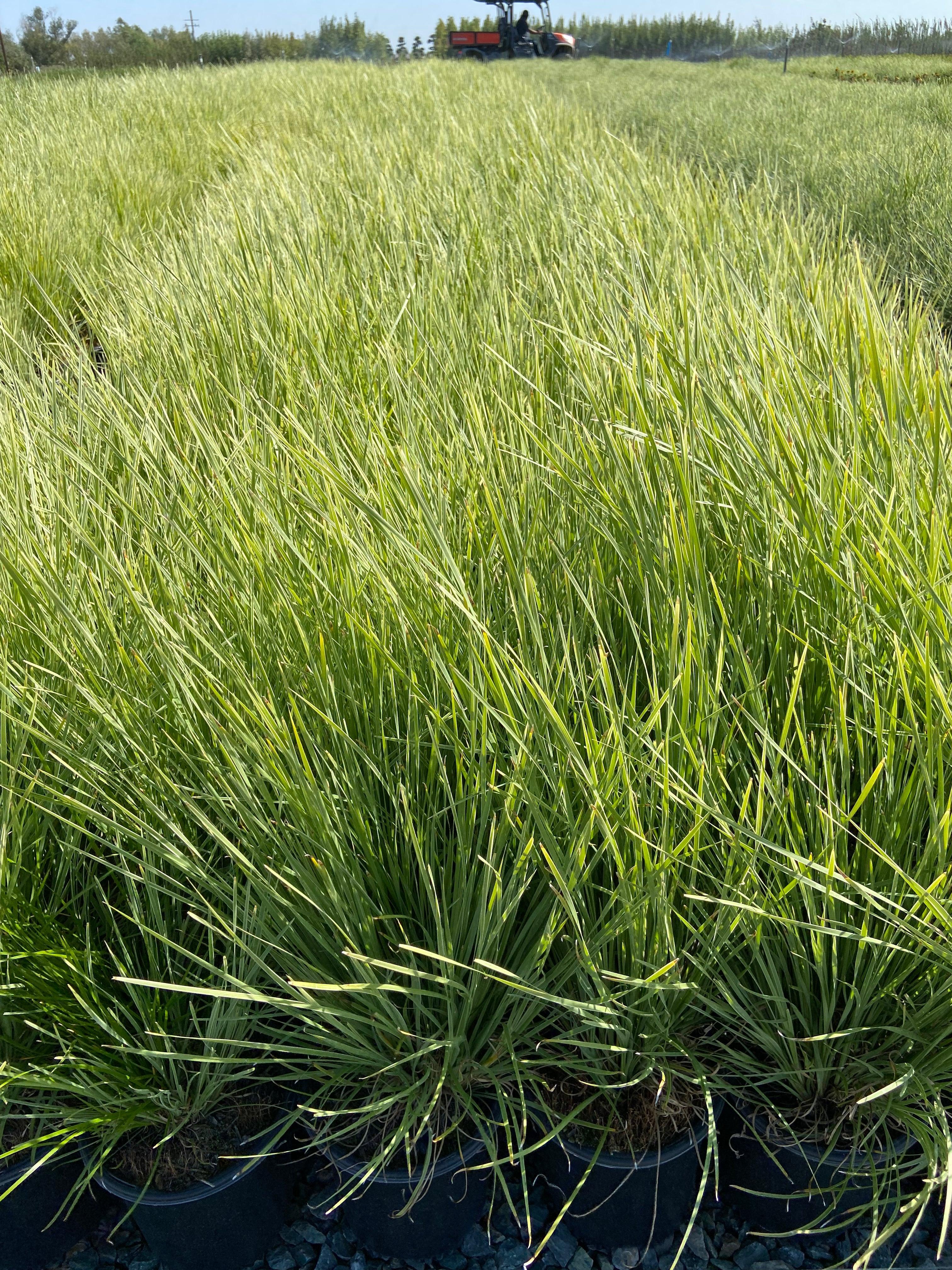Arctic Frost Mat Rush - Lomandra Arctic Frost - Image 4
