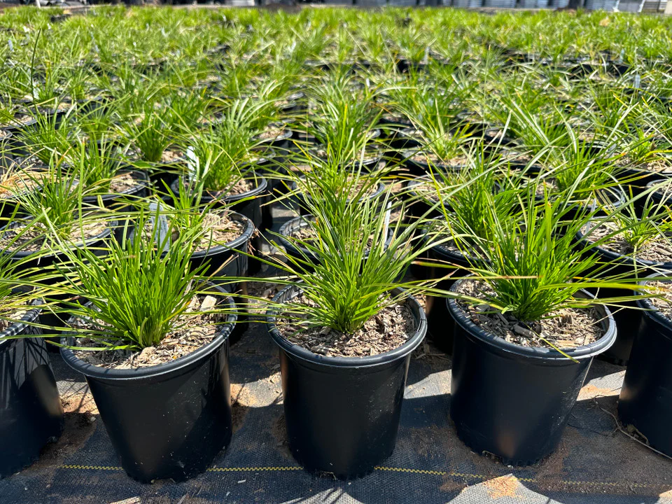 Lomandra Shorty (Lomandra confertifolia ‘Pom Pom’)