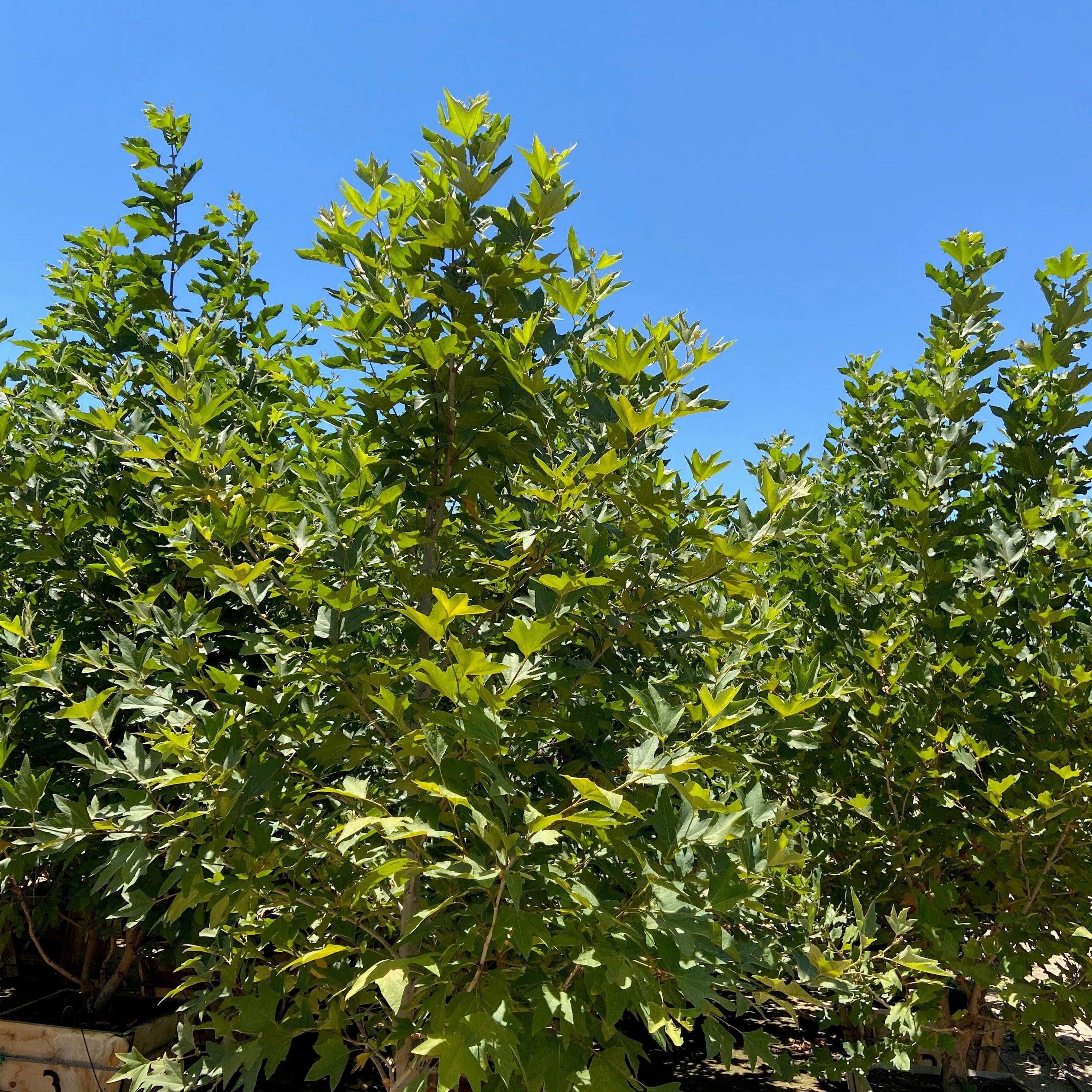 London Plane Tree - Platanus Acerifolia Columbia - Image 3