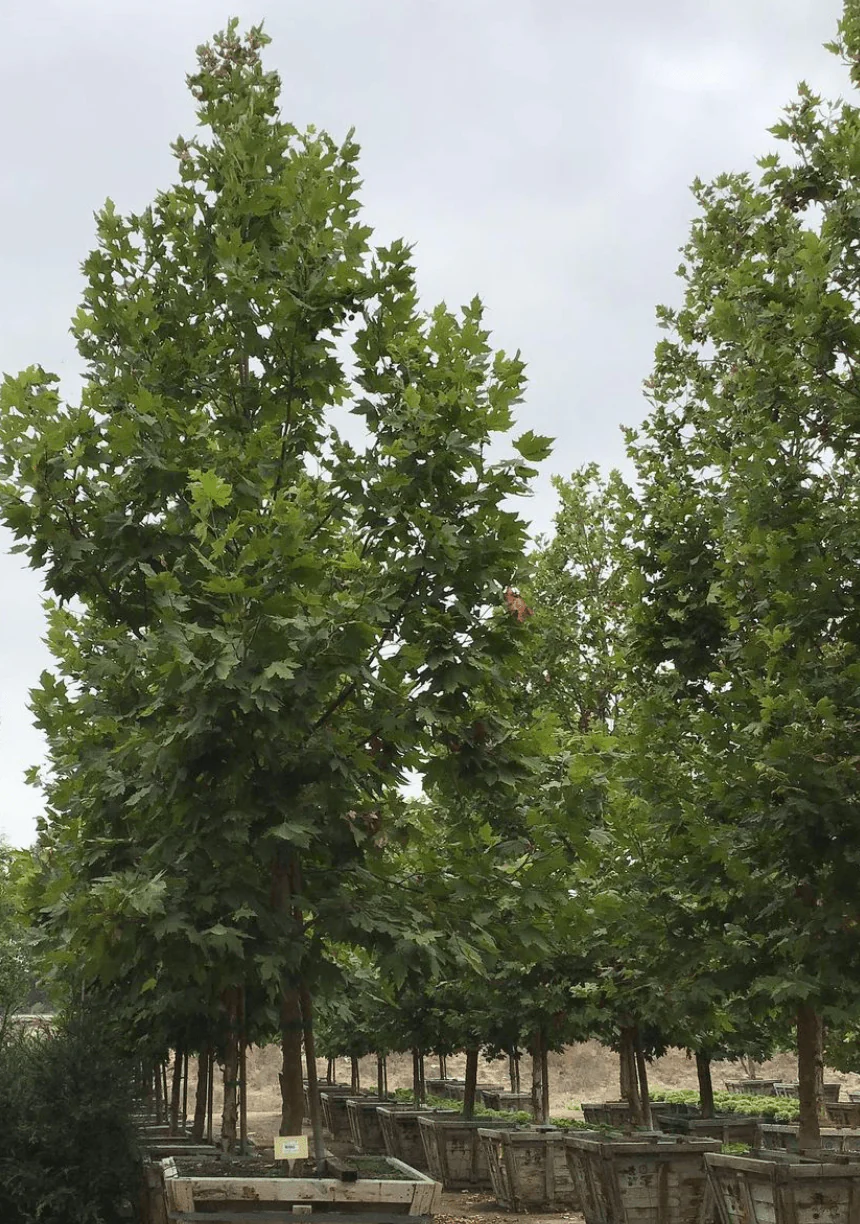 London Plane Tree - Platanus Acerifolia Columbia - Image 4