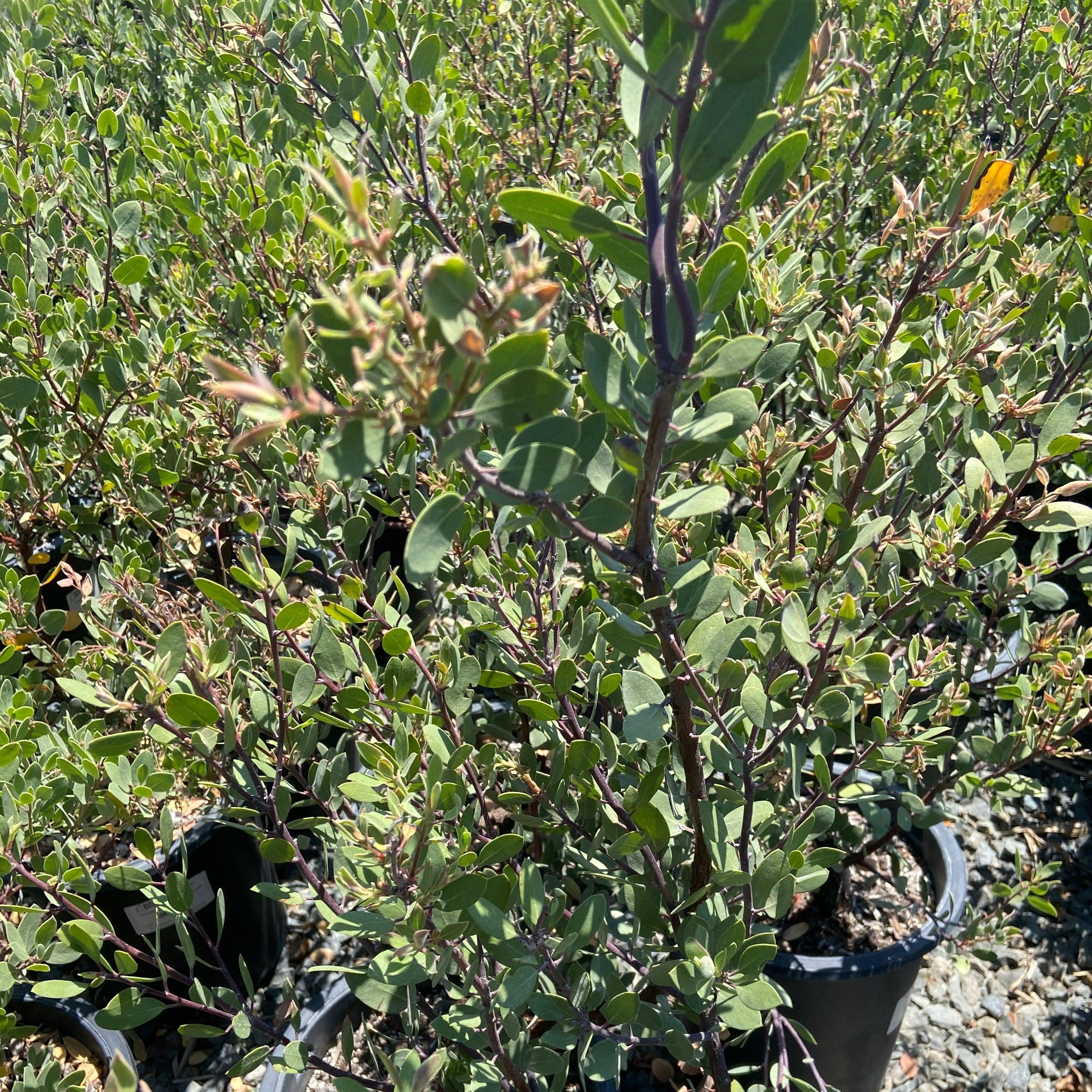 Louis Edmunds Manzanita - Arctostaphylos bakeri 'Louis Edmunds - Image 2