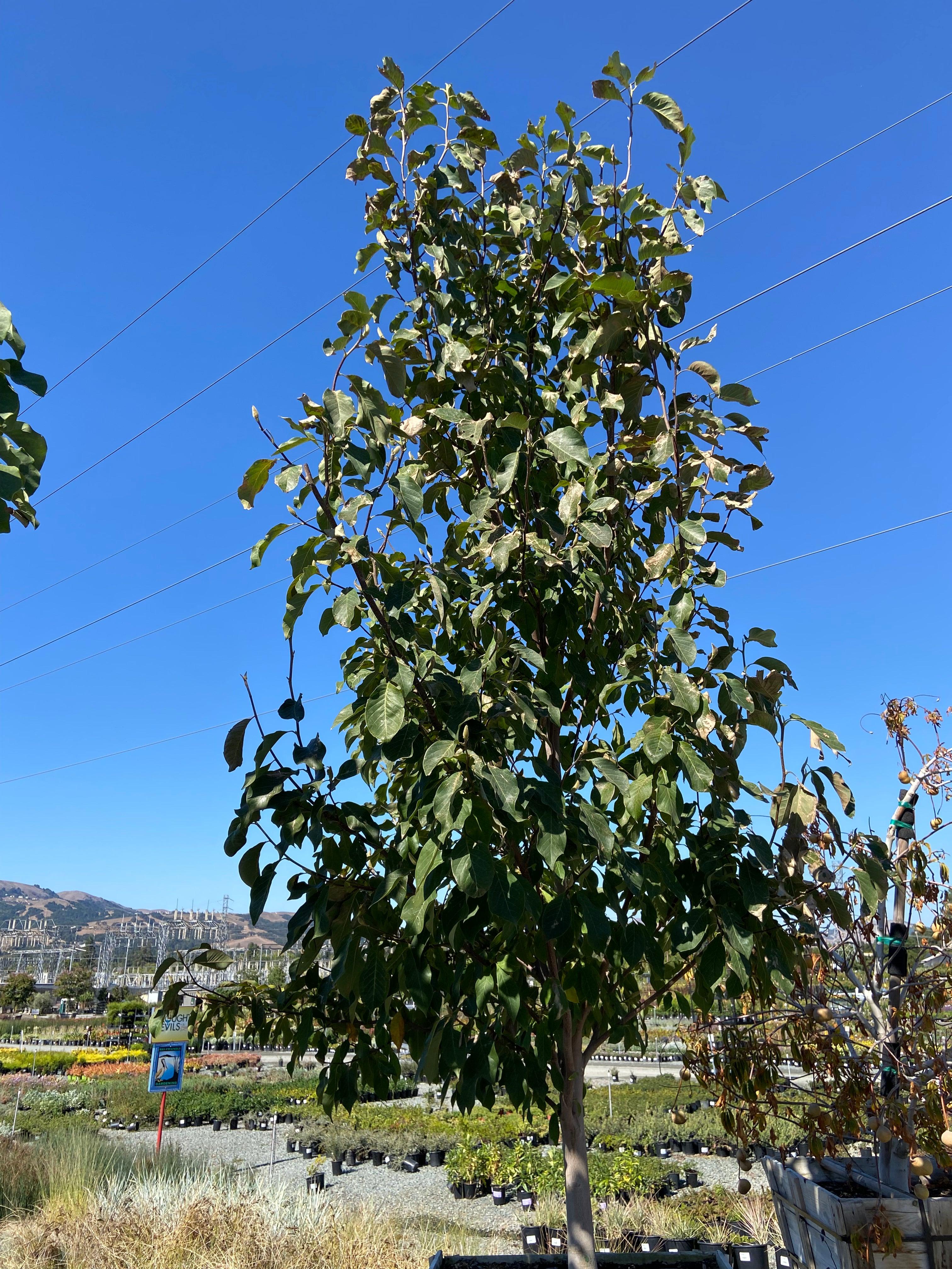Magnolia
