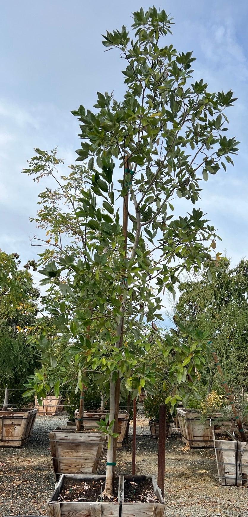 Magnolia - Image 2