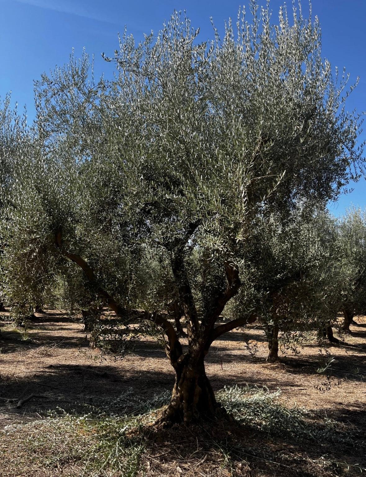 Manzanillo Olive Tree (Olea europaea 'Manzanillo') - Image 3