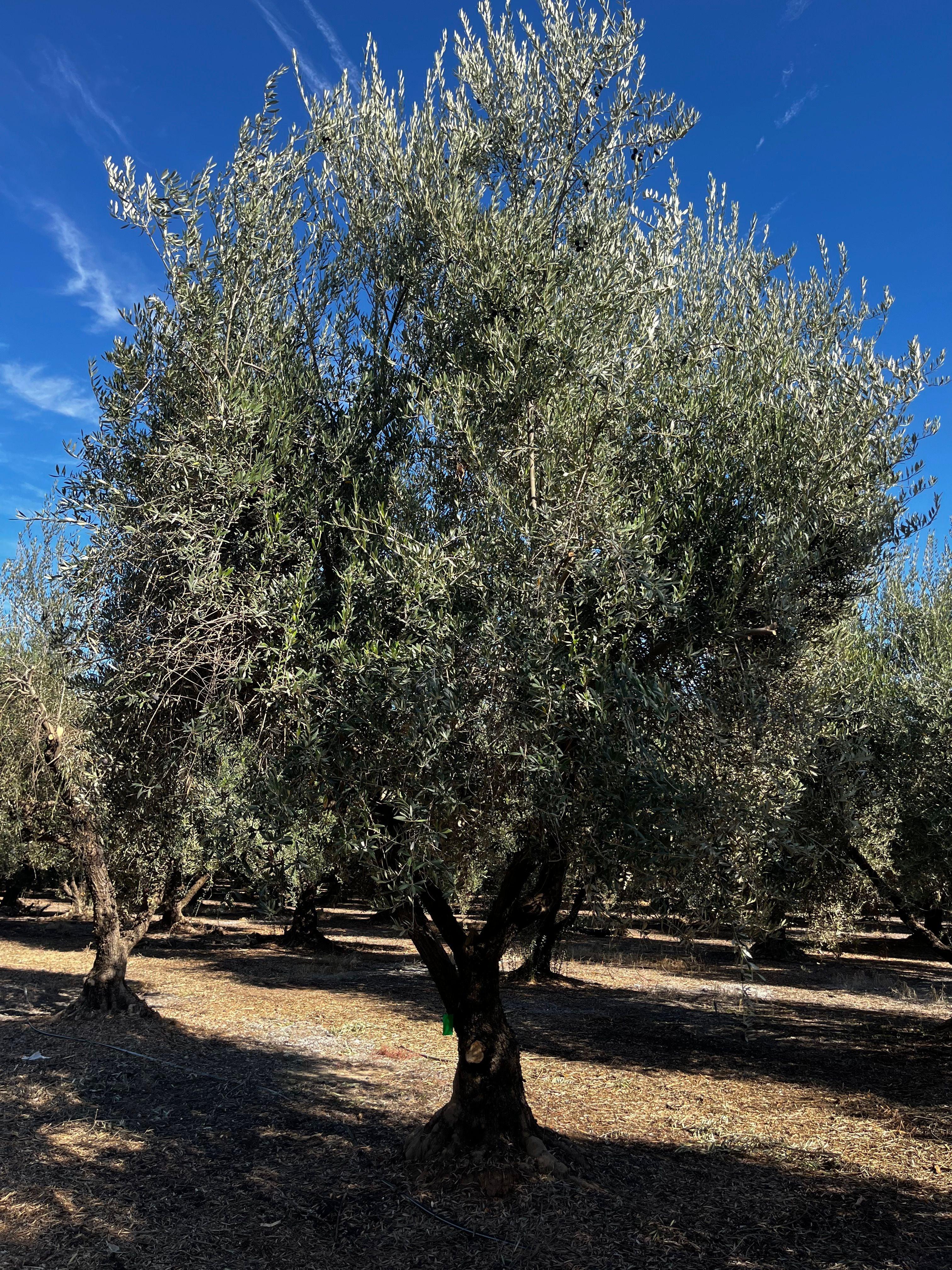 Manzanillo Olive Tree (Olea europaea 'Manzanillo') - Image 4
