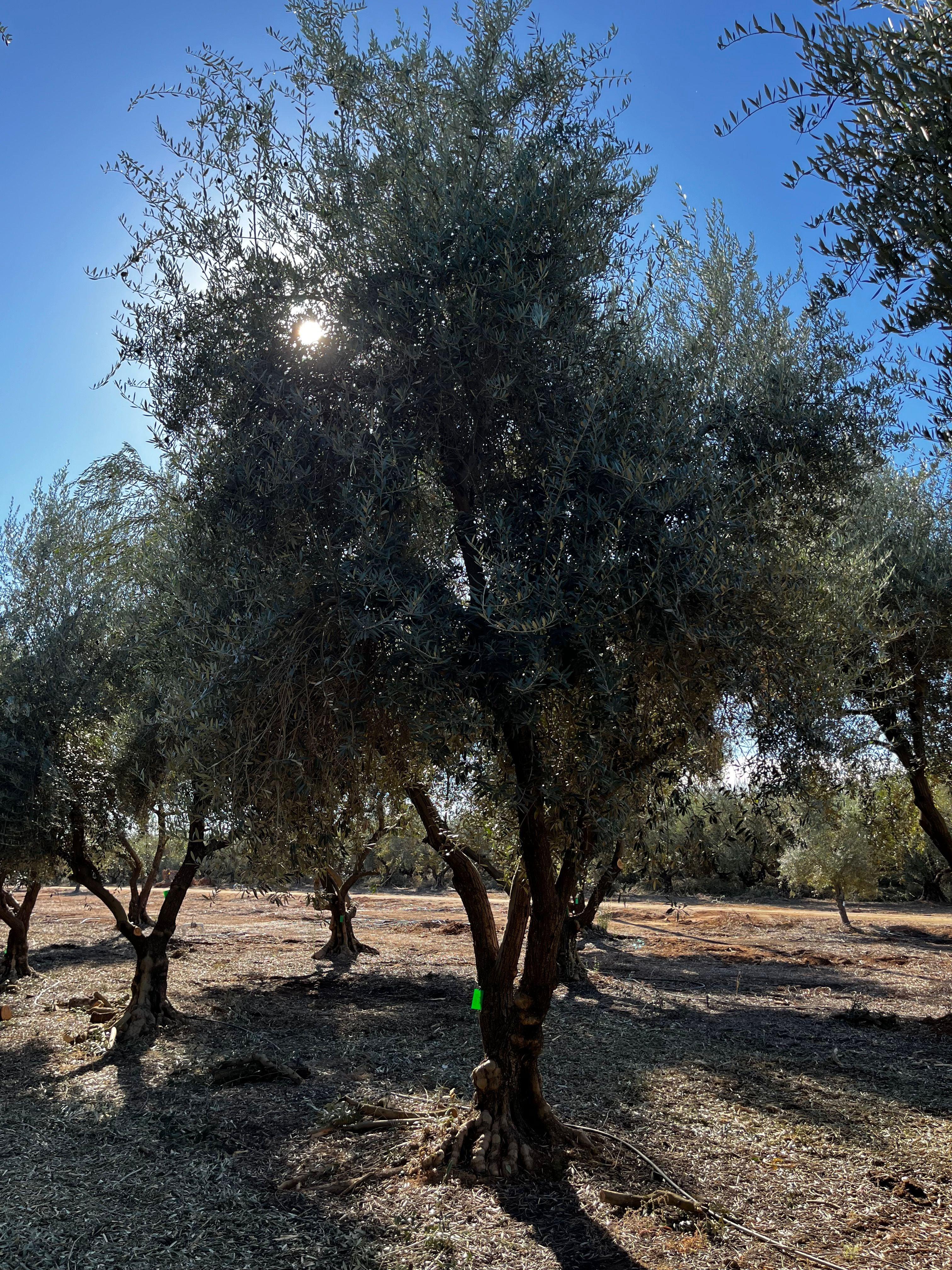 Manzanillo Olive Tree (Olea europaea 'Manzanillo') - Image 5