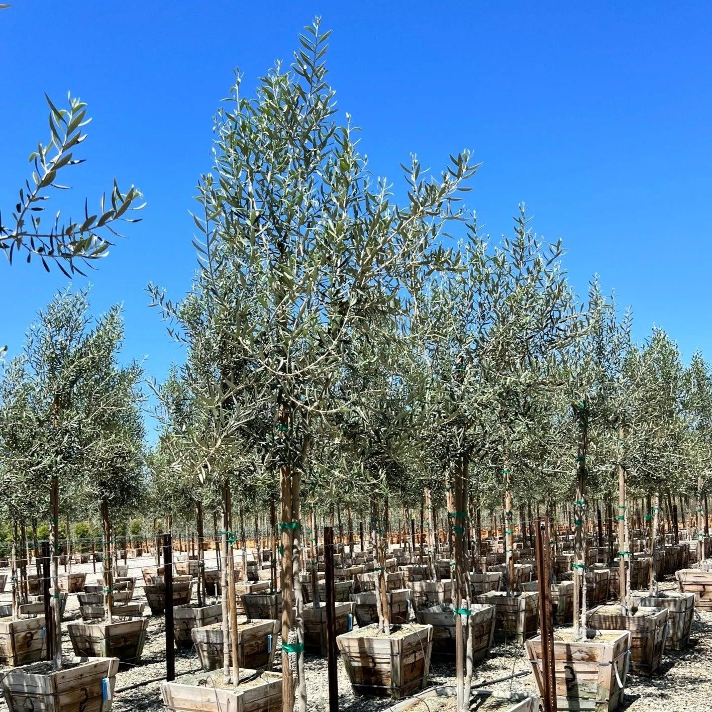 Fruiting Manzanillo Olive Tree