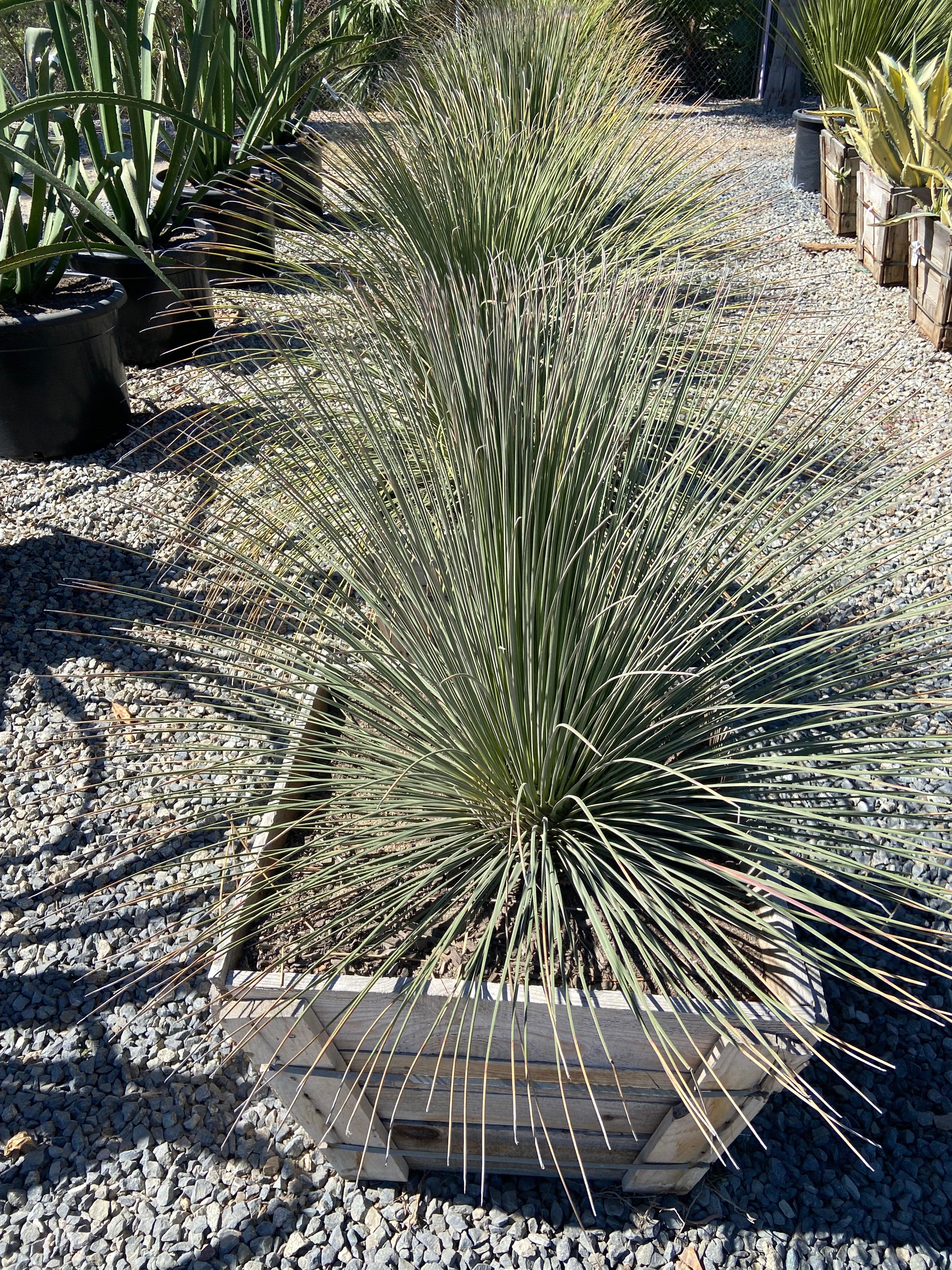 Mexican Grass Tree - Dasylirion Longissimum