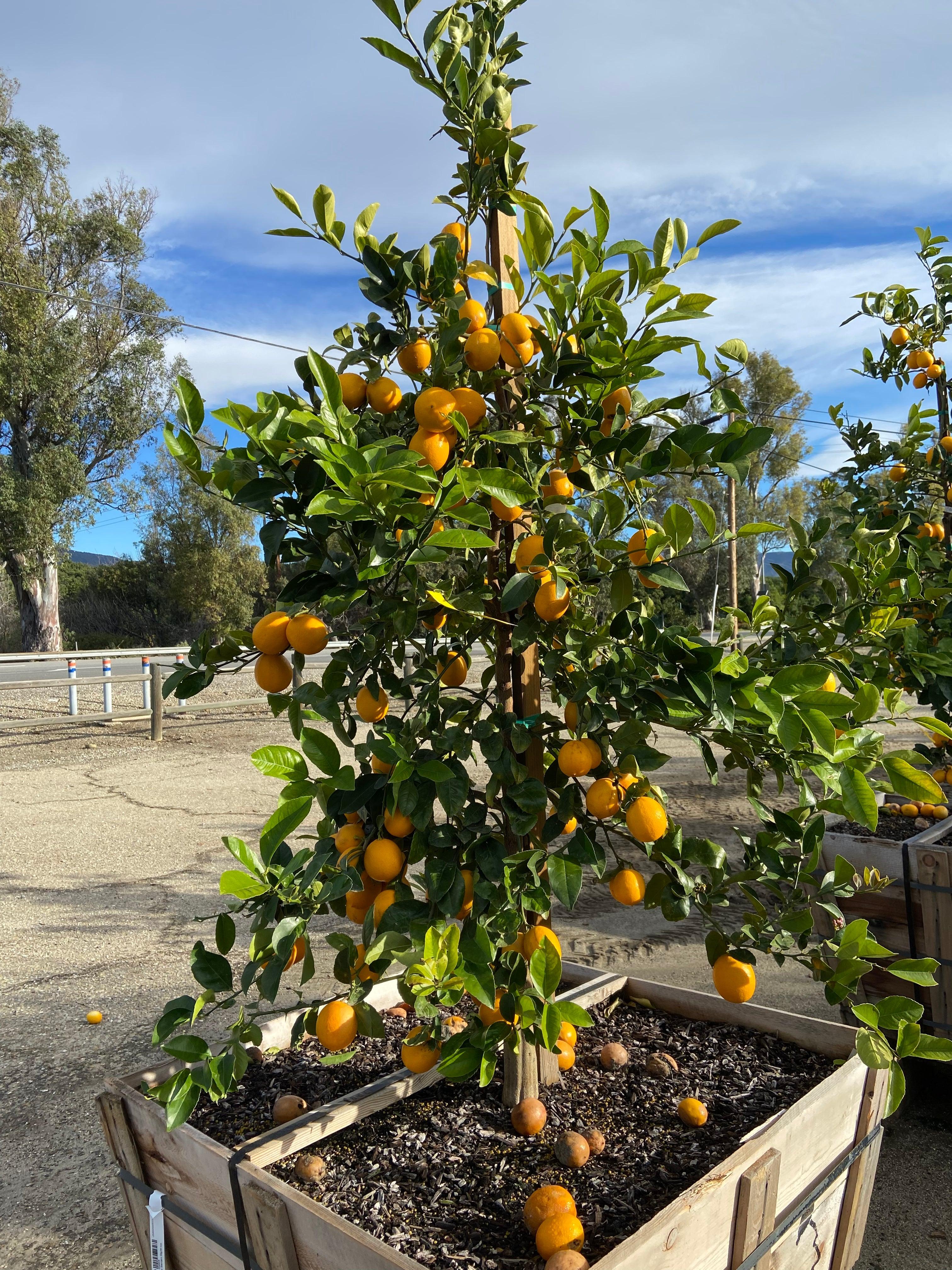 Mature Meyer Lemon Tree For Sale - Image 3