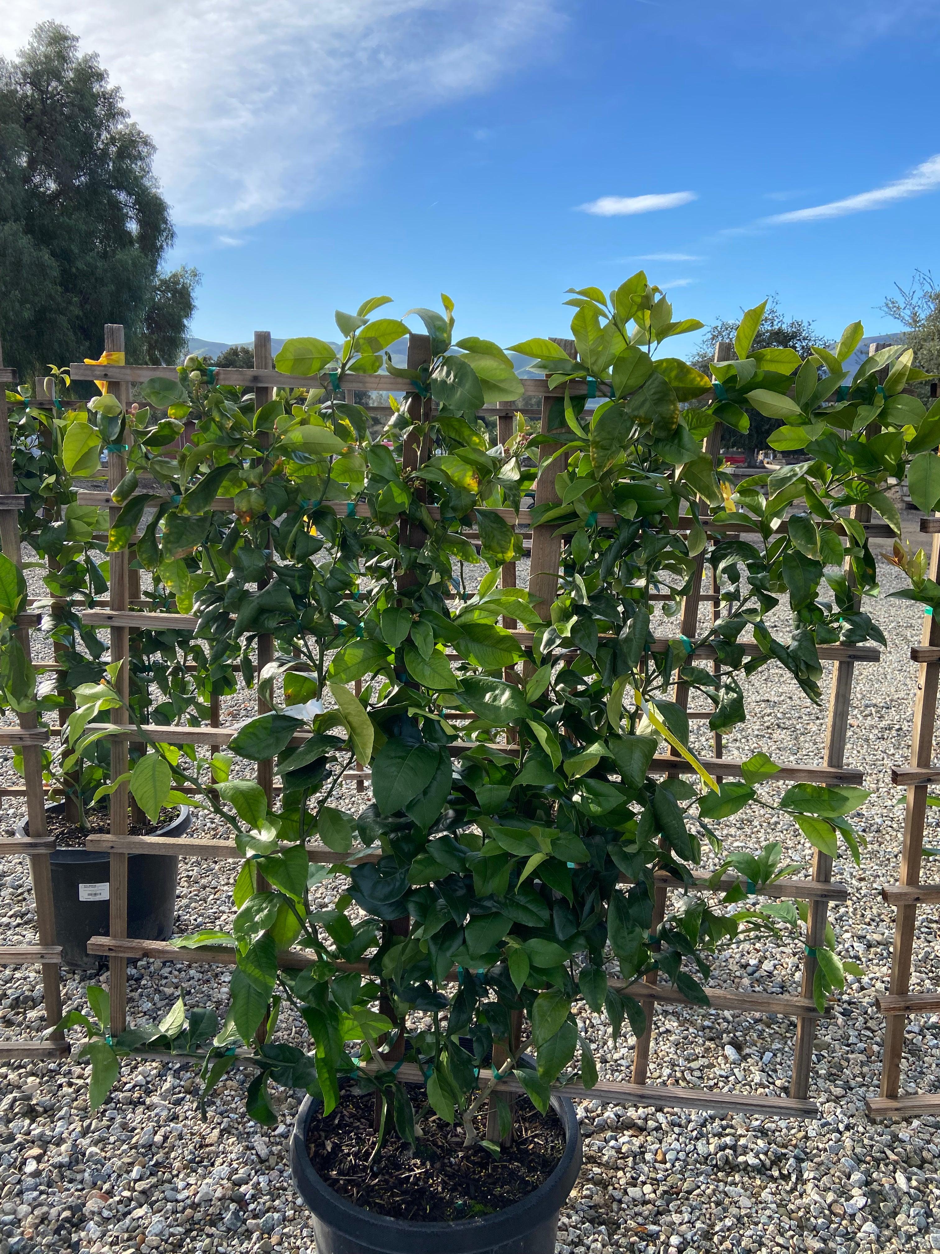 Mature Meyer Lemon Tree For Sale - Image 6
