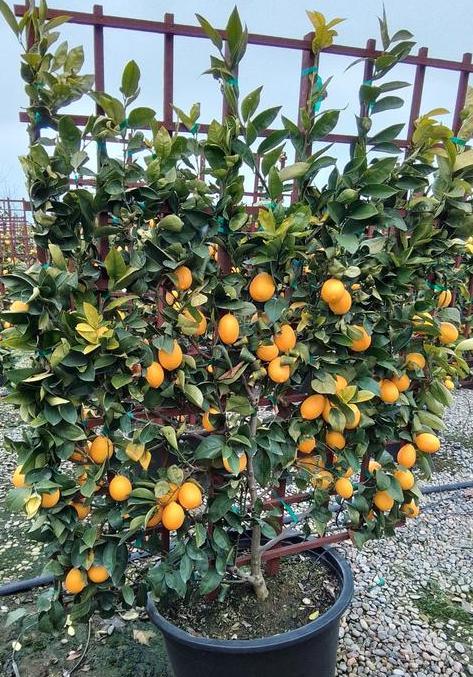 Mature Meyer Lemon Tree For Sale - Image 7
