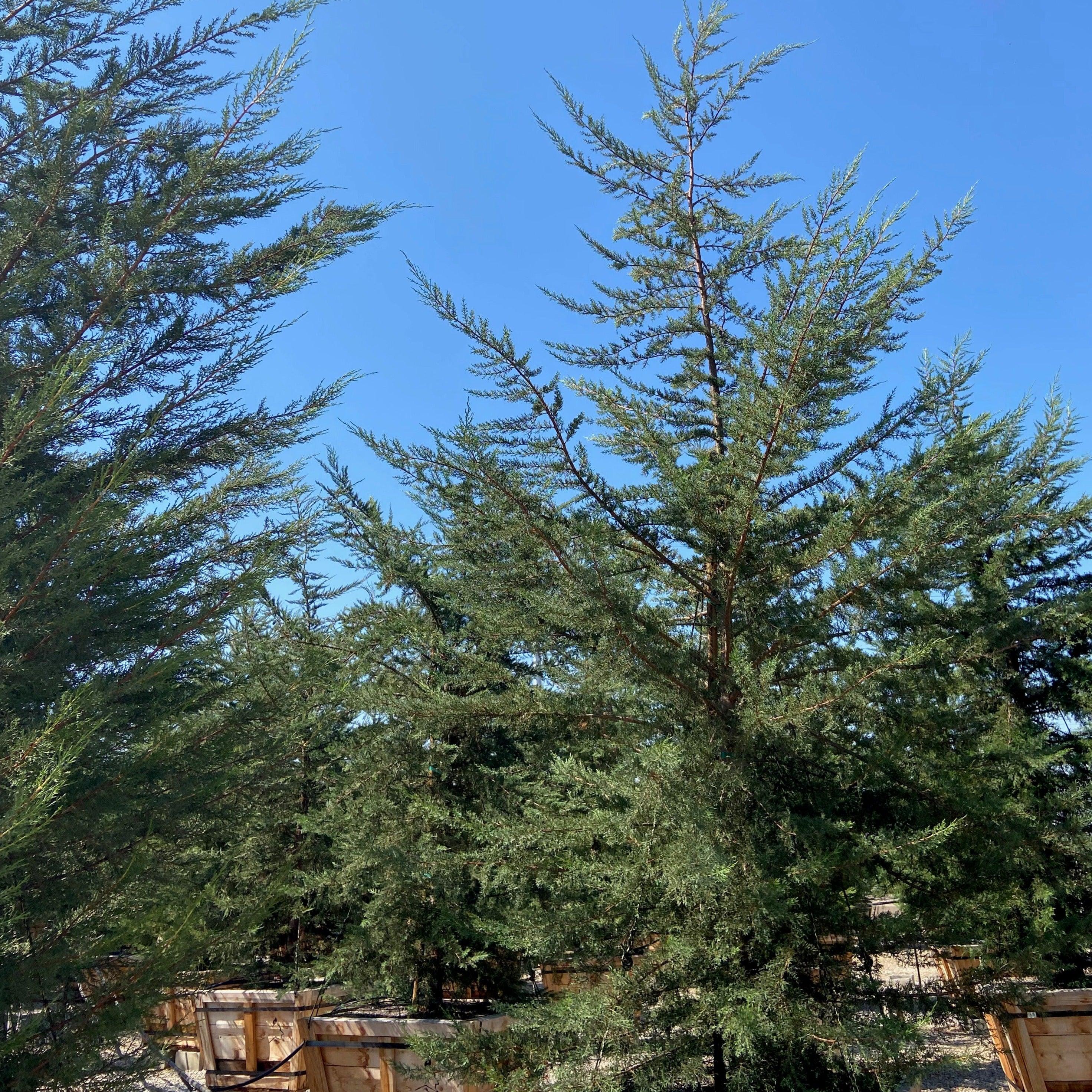 Monterey Cypress - Cupressus macrocarpa - Image 4