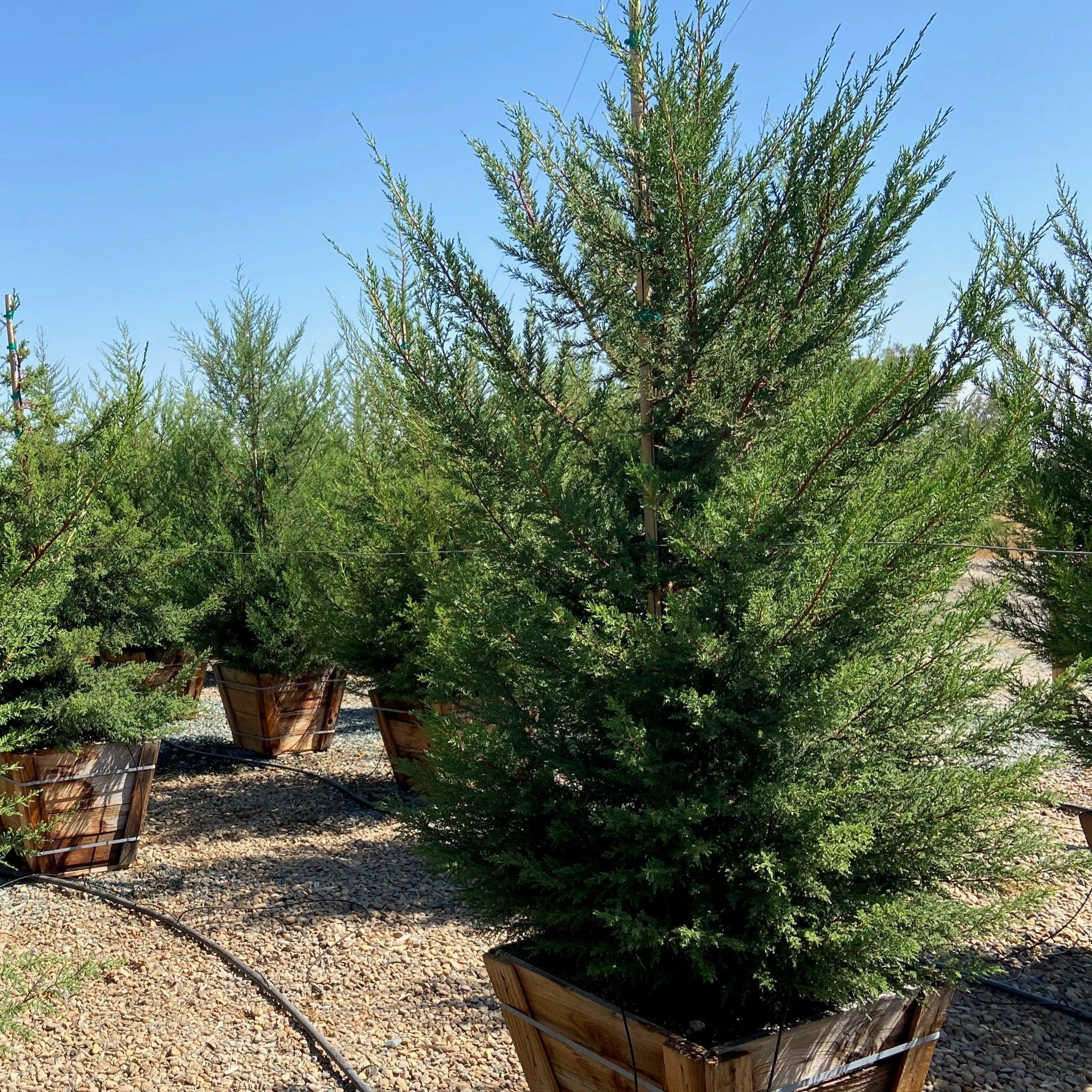 Monterey Cypress - Cupressus macrocarpa - Image 5