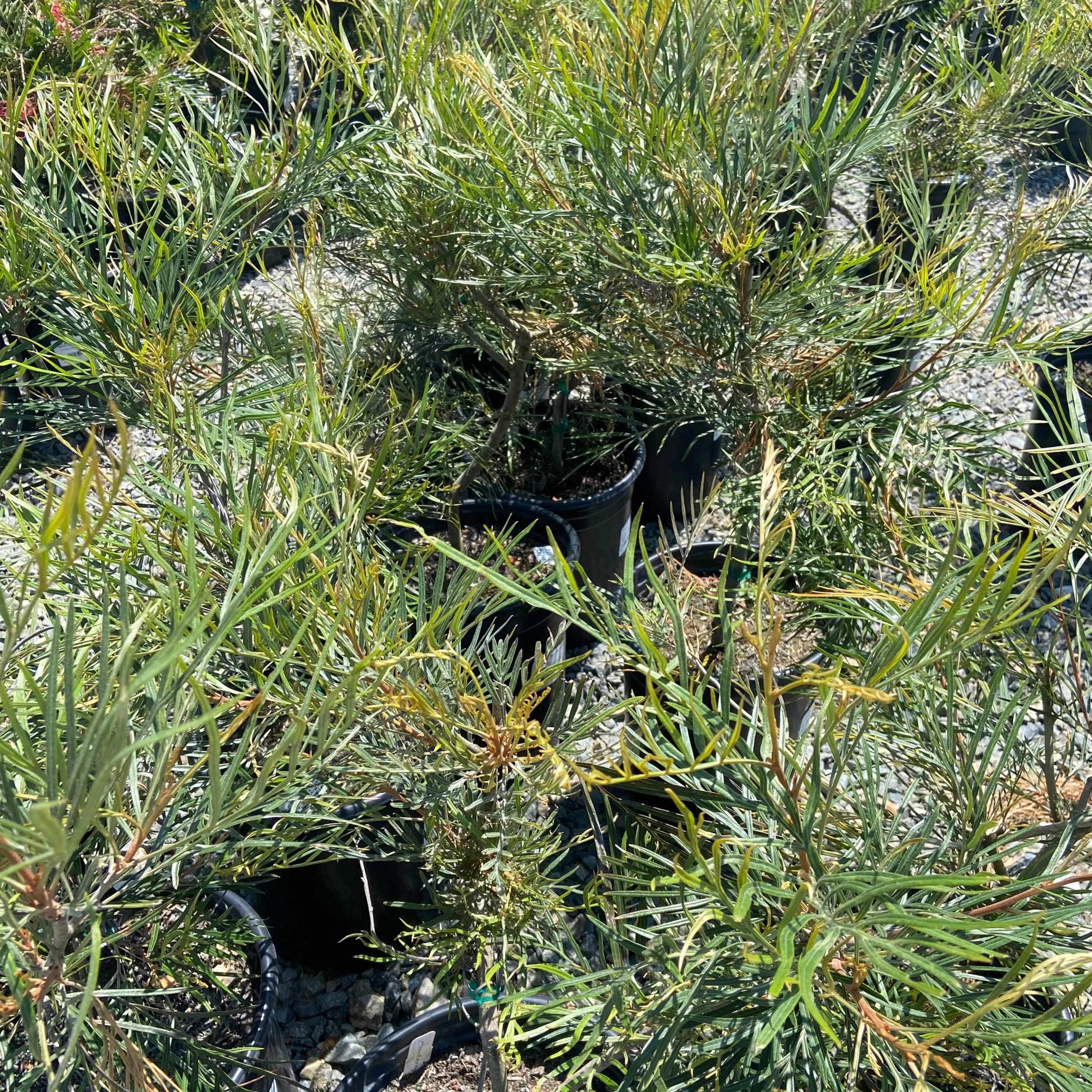 Moonlight Grevillea - Grevillea 'Moonlight'