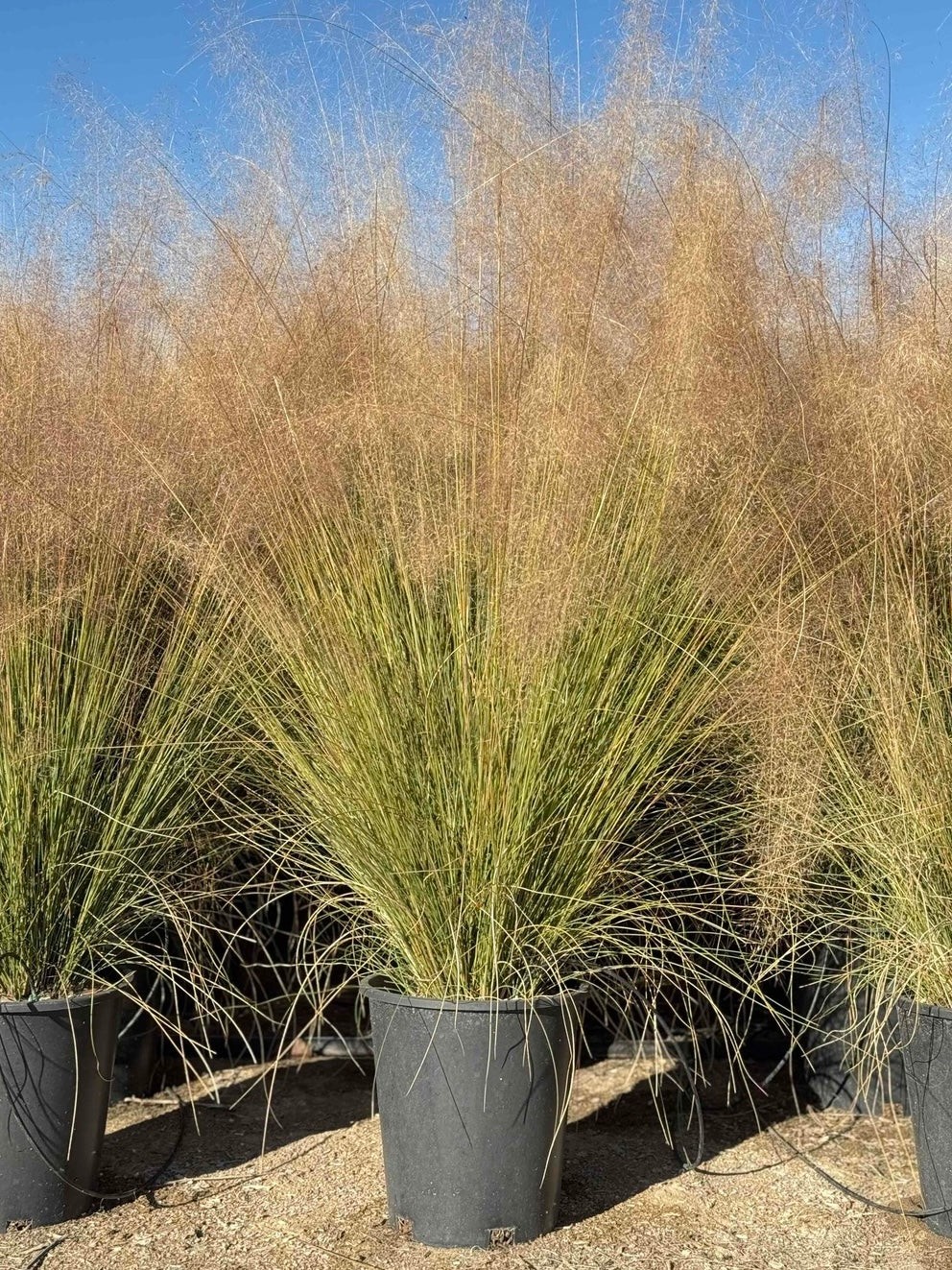 Muhly Grass - Muhlenbergia Capillaris
