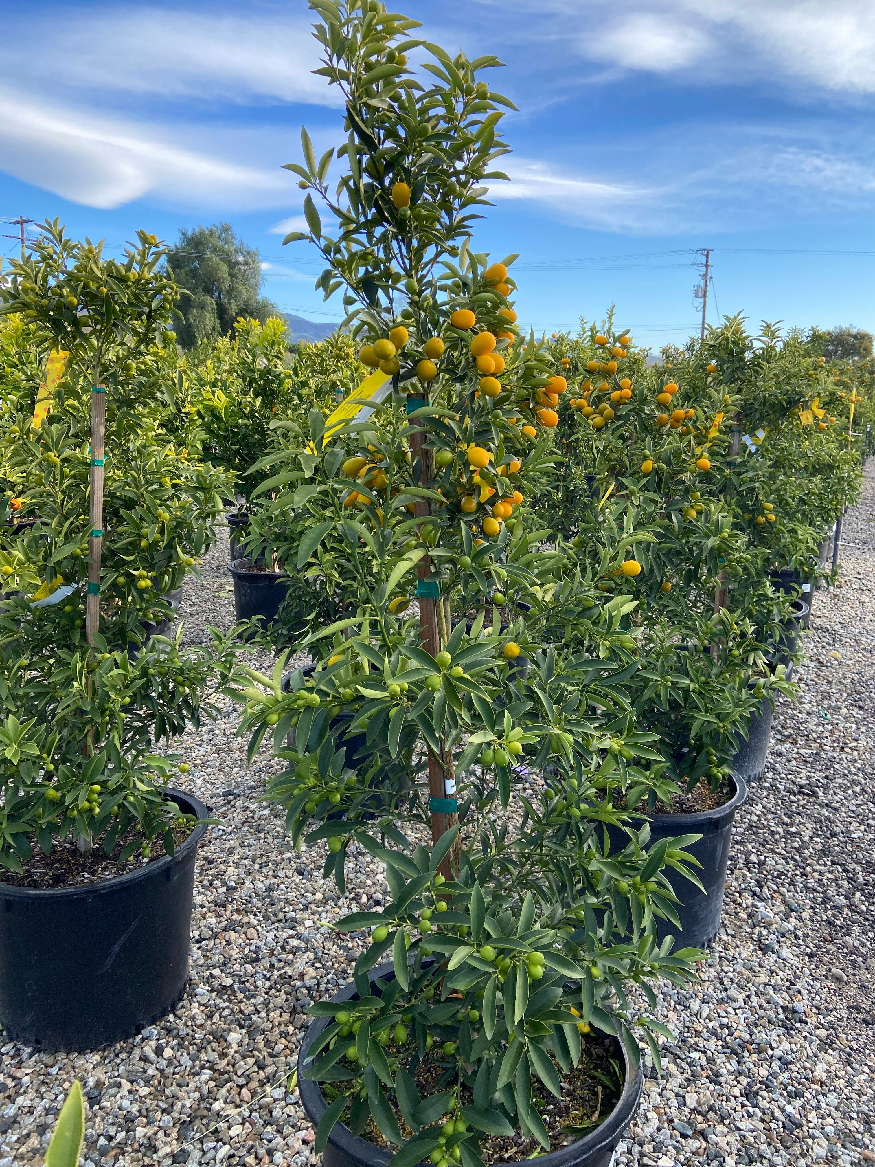 Nagami Kumquat