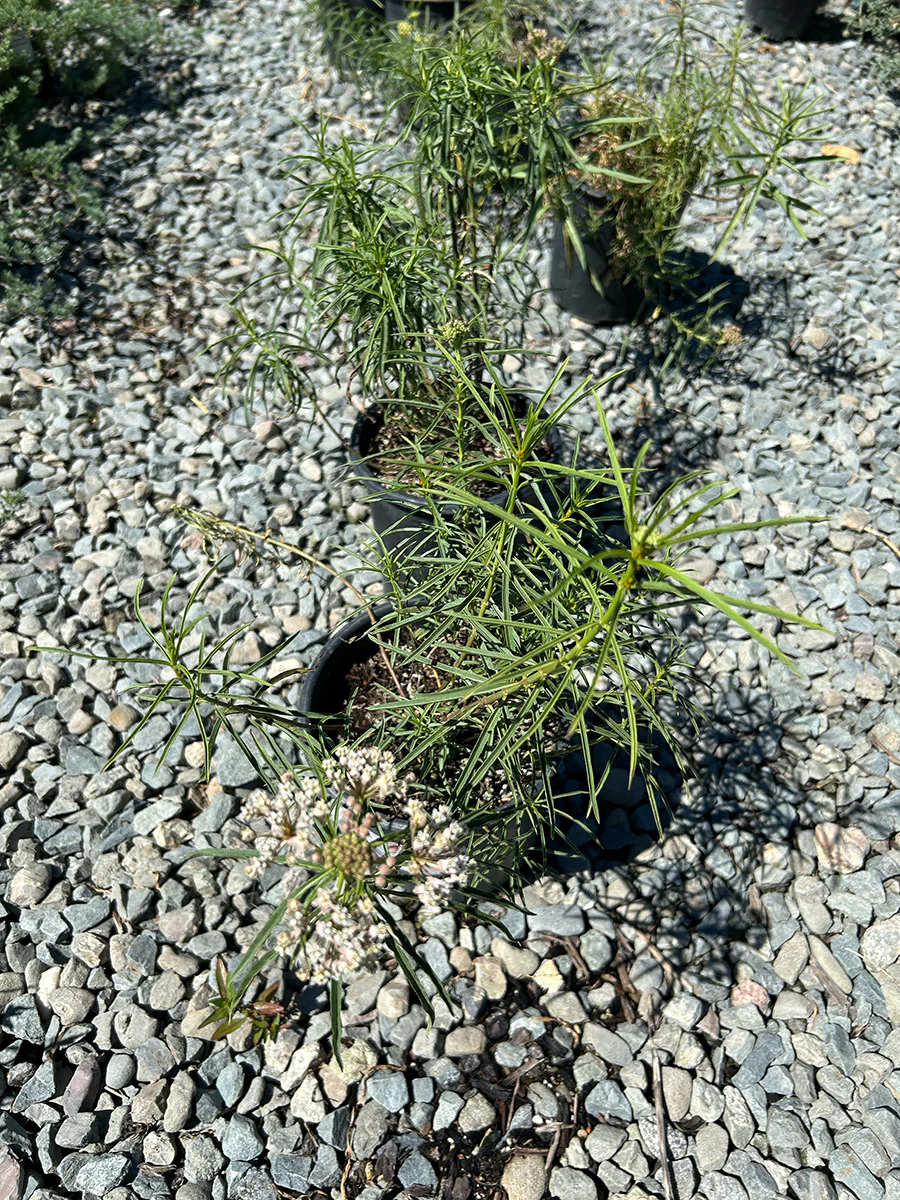 Narrowleaf Milkweed (Asclepias fascicularis)