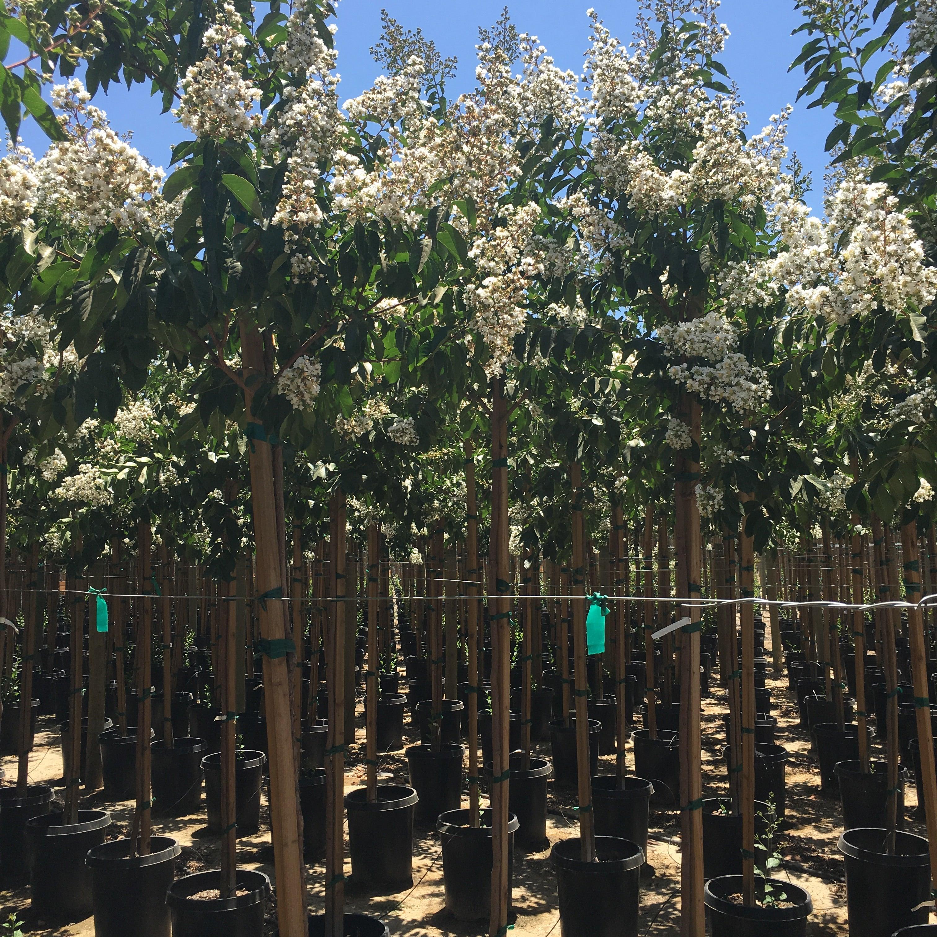 White Crape Myrtle (Lagerstroemia indica x fauriei ‘Natchez’) - Image 3