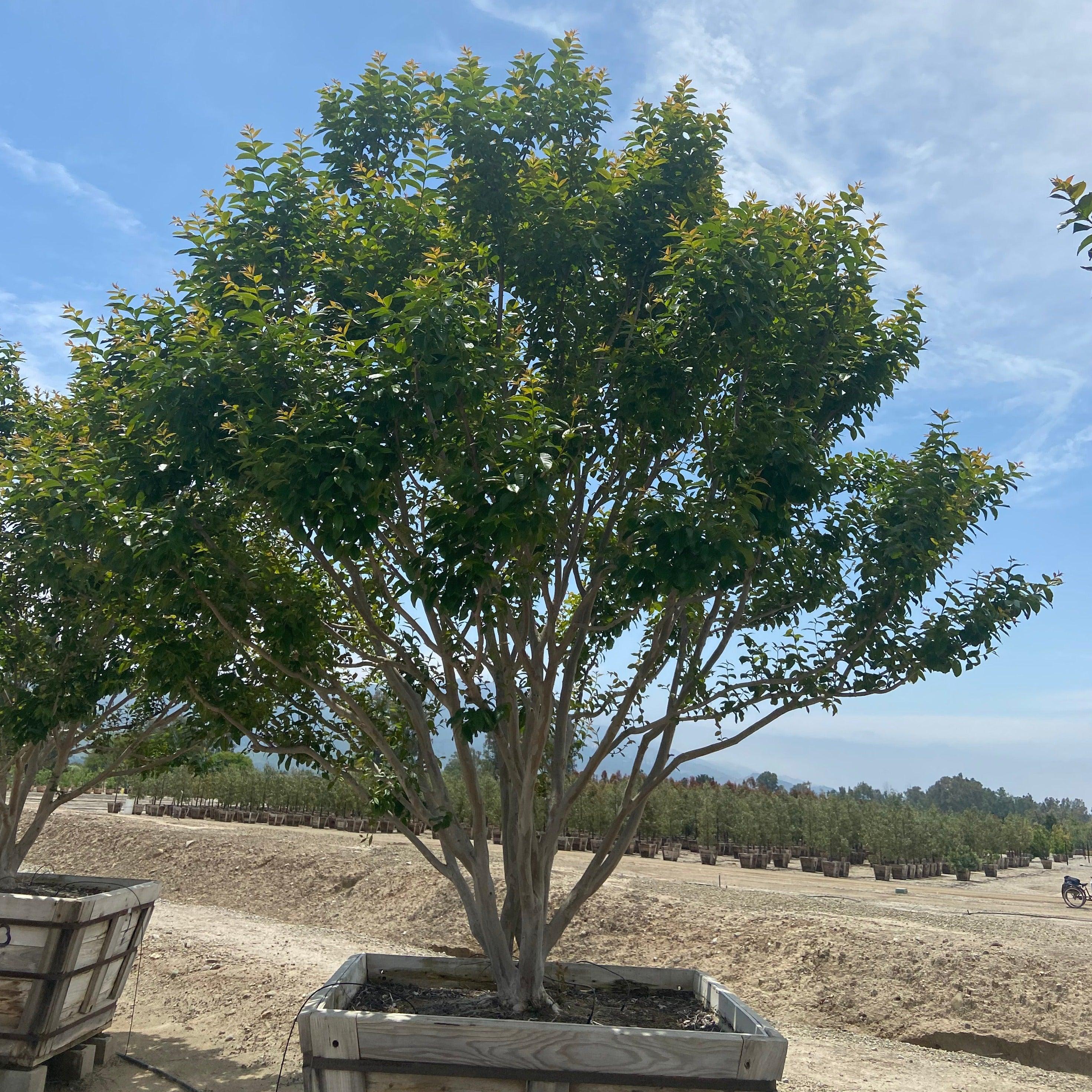 White Crape Myrtle (Lagerstroemia indica x fauriei ‘Natchez’) - Image 4