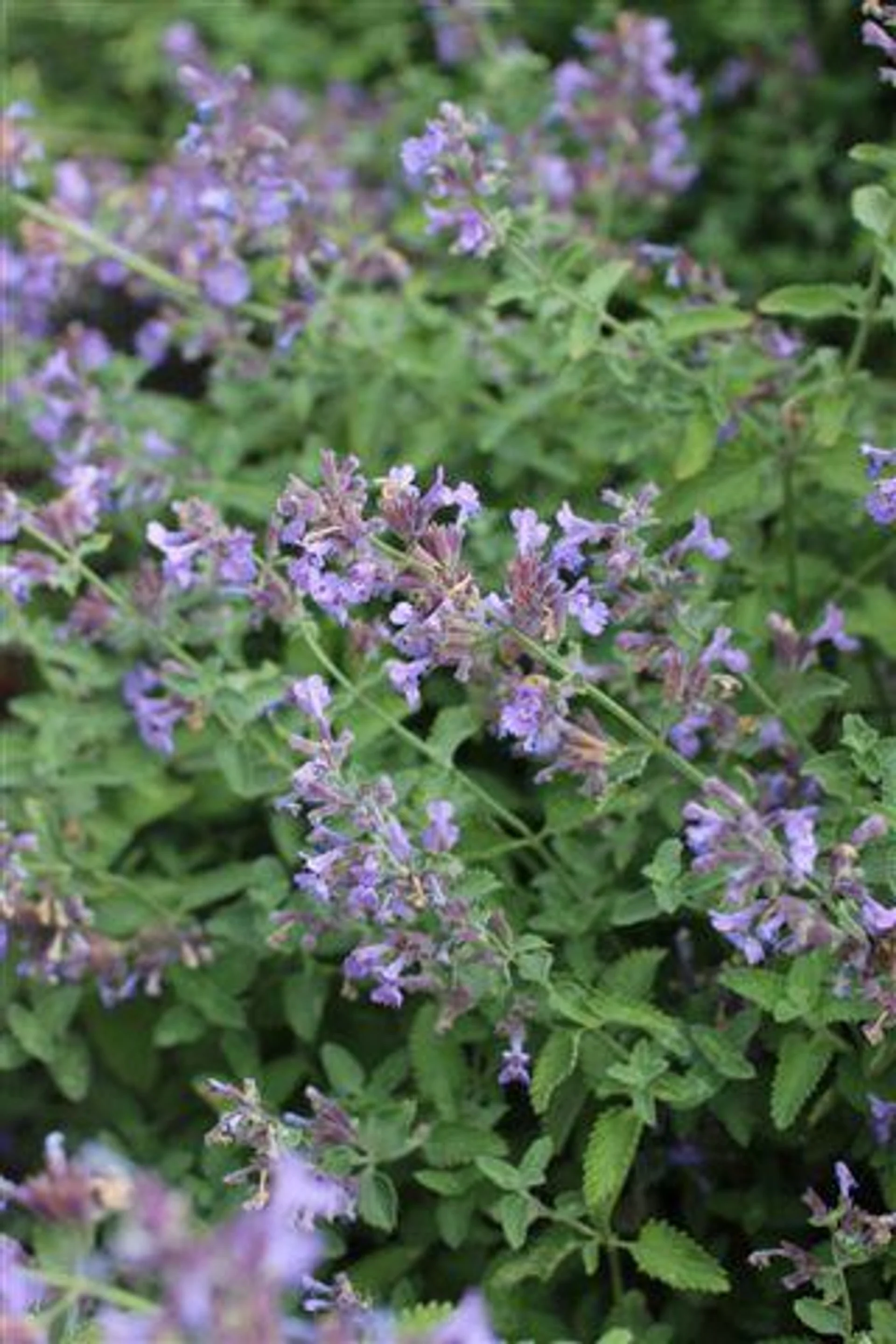 Nepeta Walker’s Low