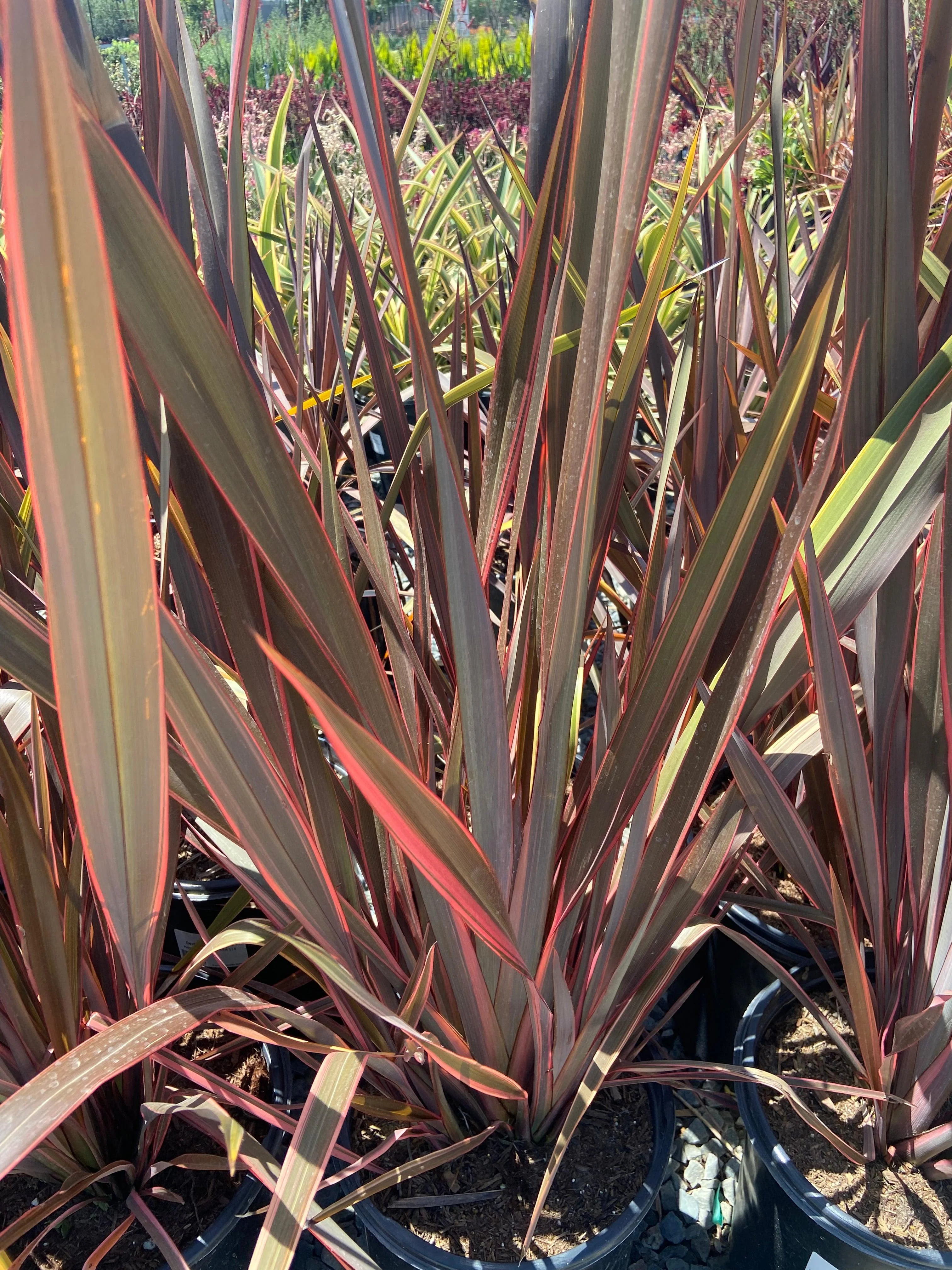 New Zealand Flax - Phormium