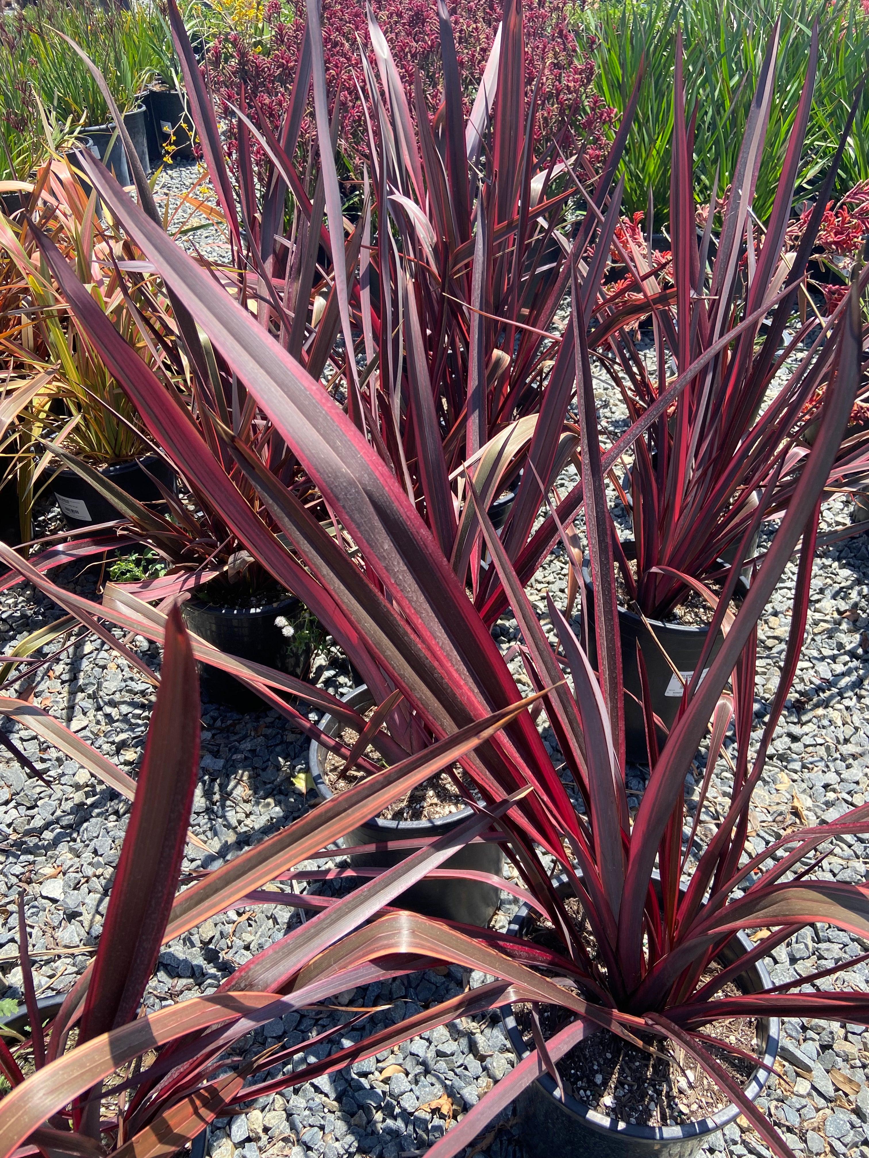 New Zealand Flax - Phormium - Image 2