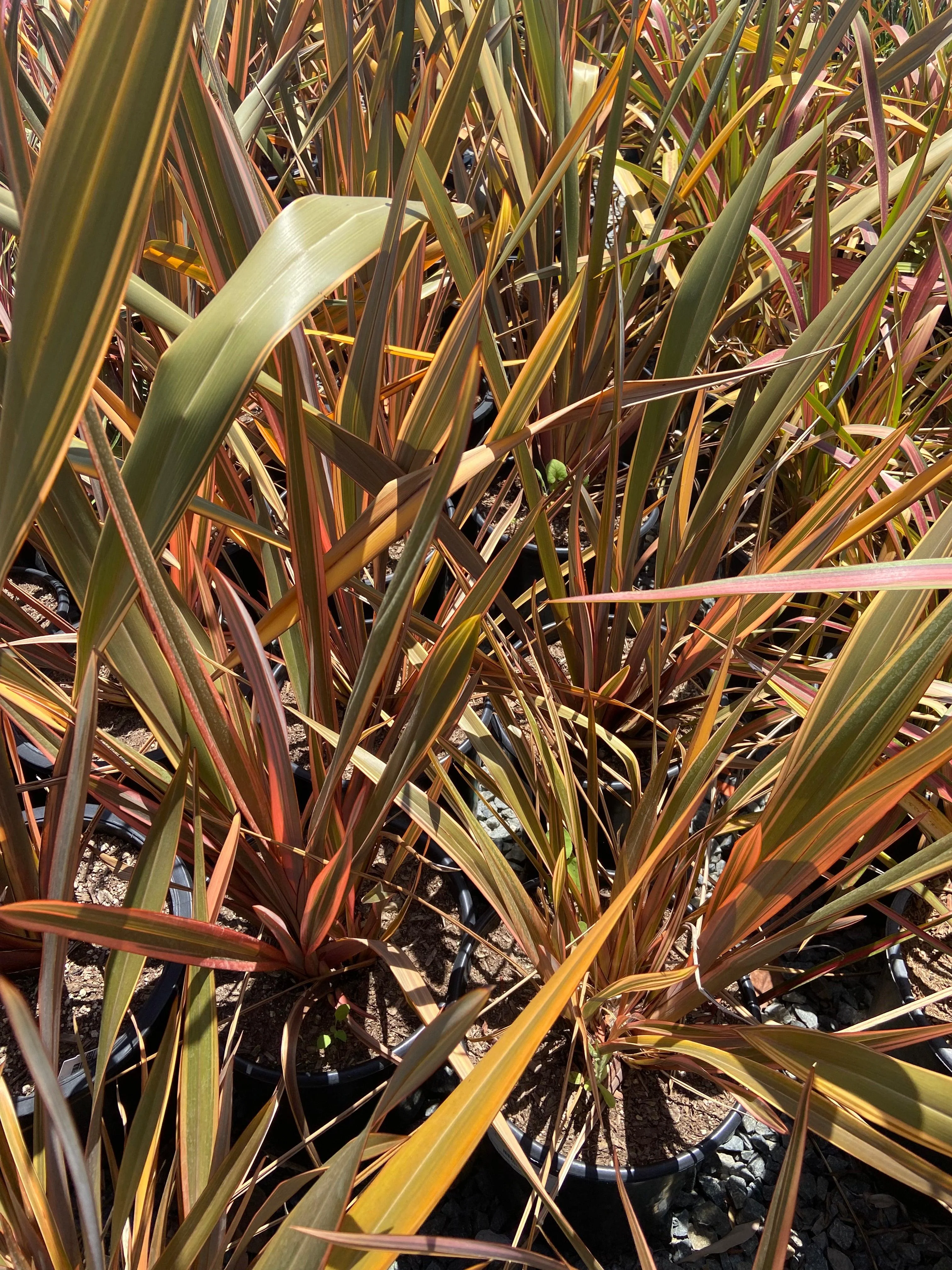 New Zealand Flax - Phormium - Image 3