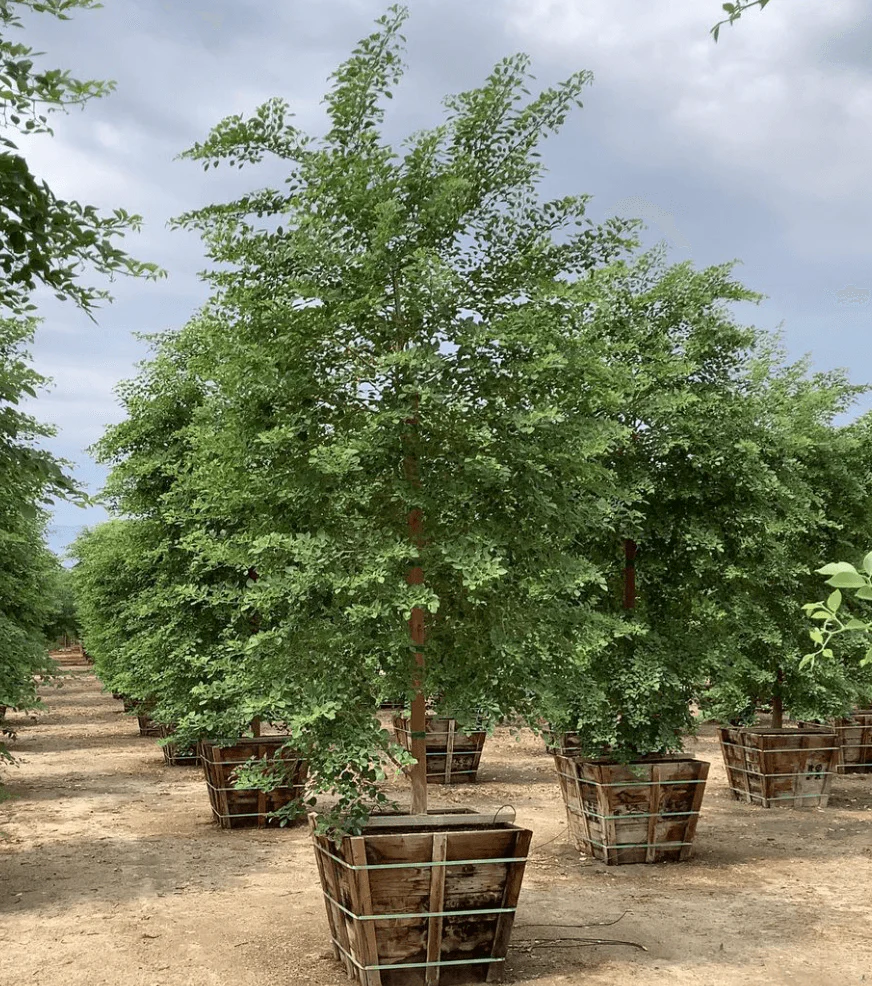 North Indian Rosewood - Dalbergia Sissoo