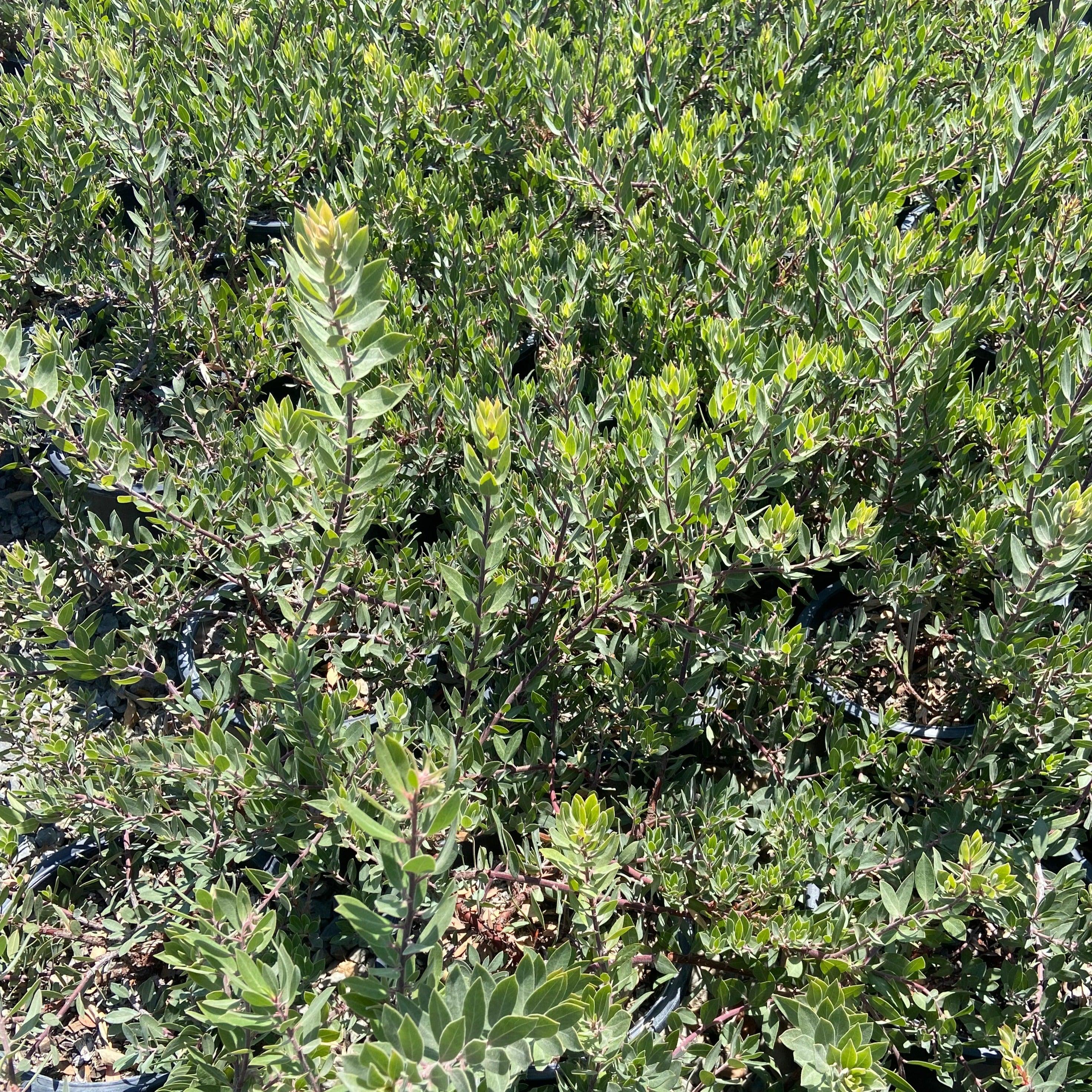 Pacific Mist Manzanita - Arctostaphylos 'Pacific Mist - Image 2