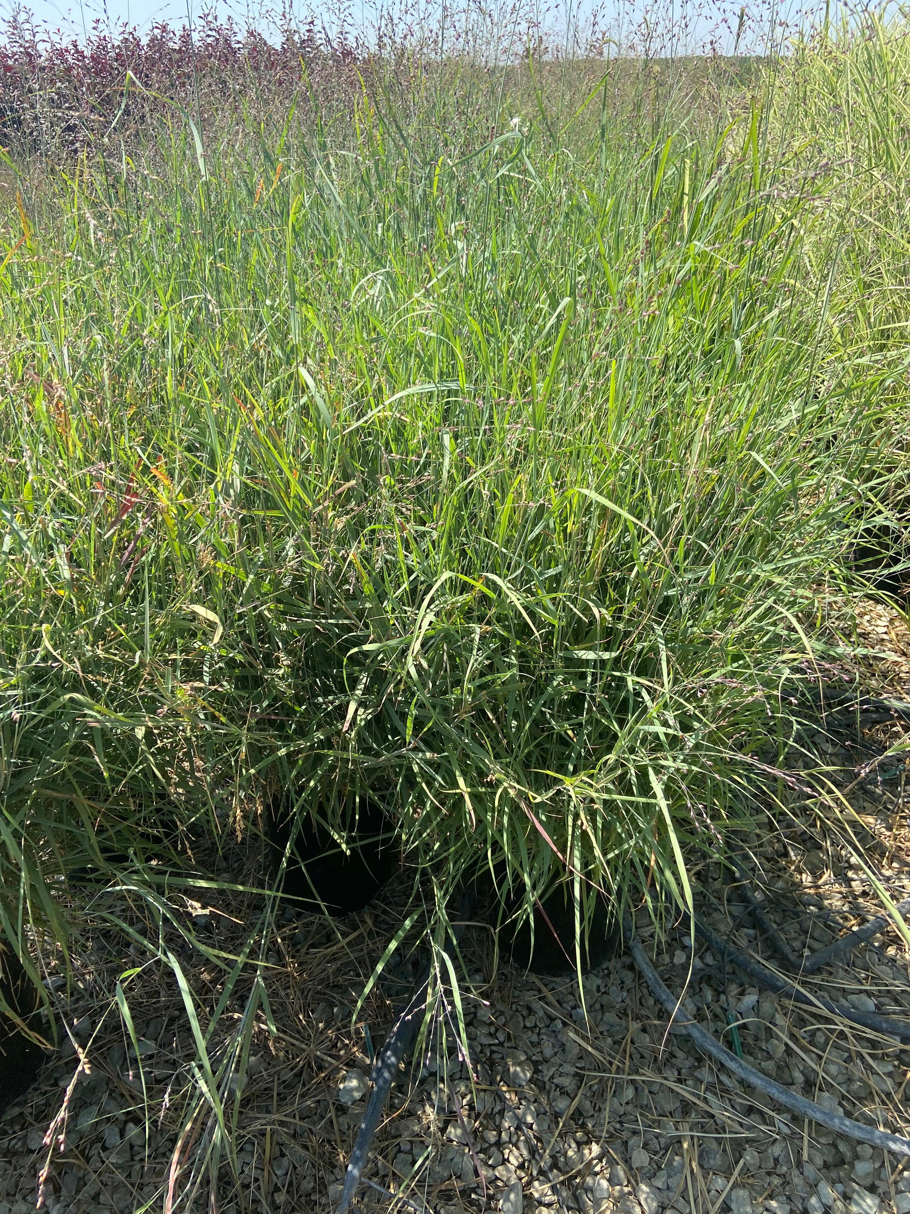 Blue Switchgrass - Panicum Variegatum Heavy Metal