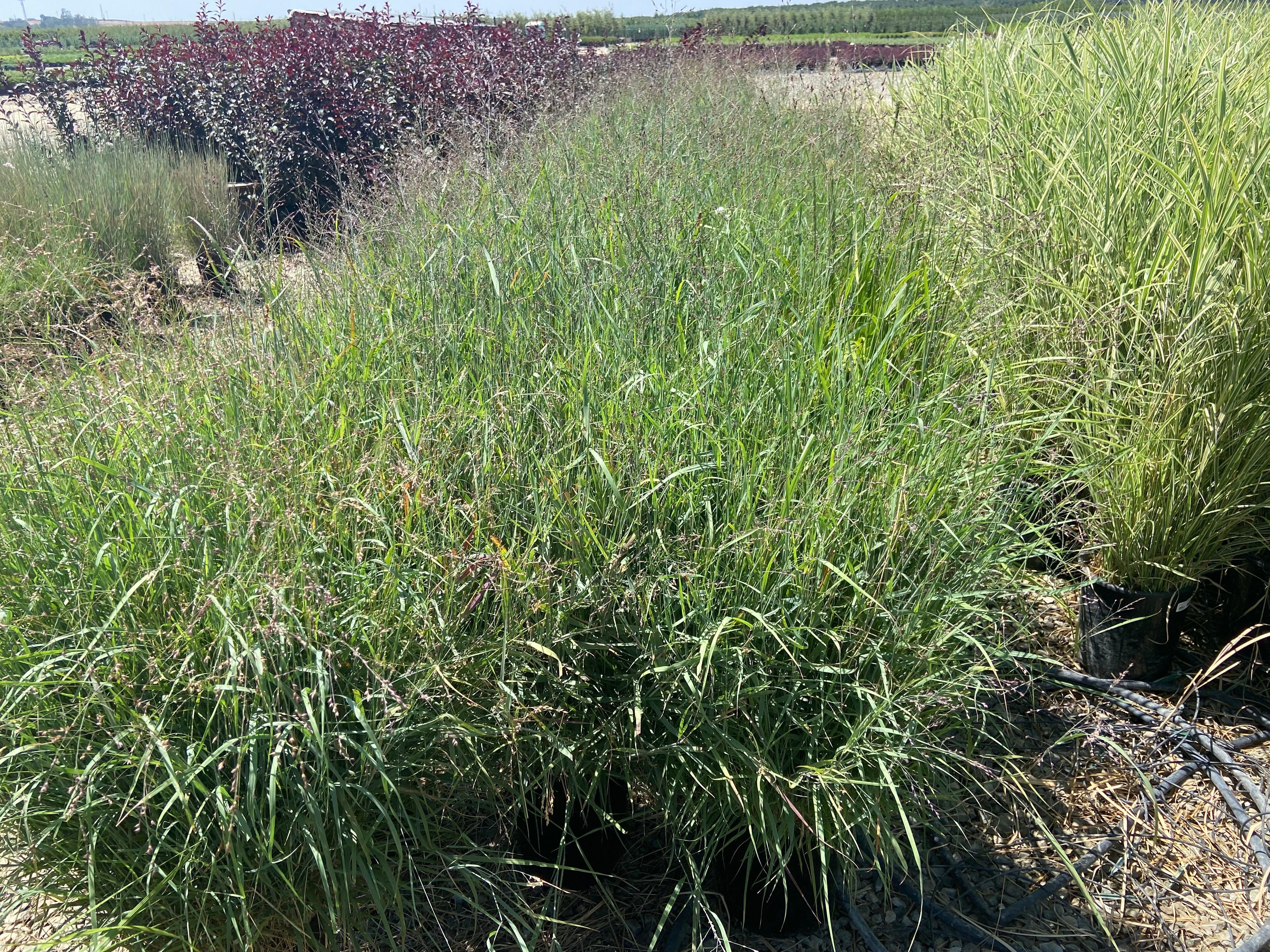 Blue Switchgrass - Panicum Variegatum Heavy Metal - Image 2