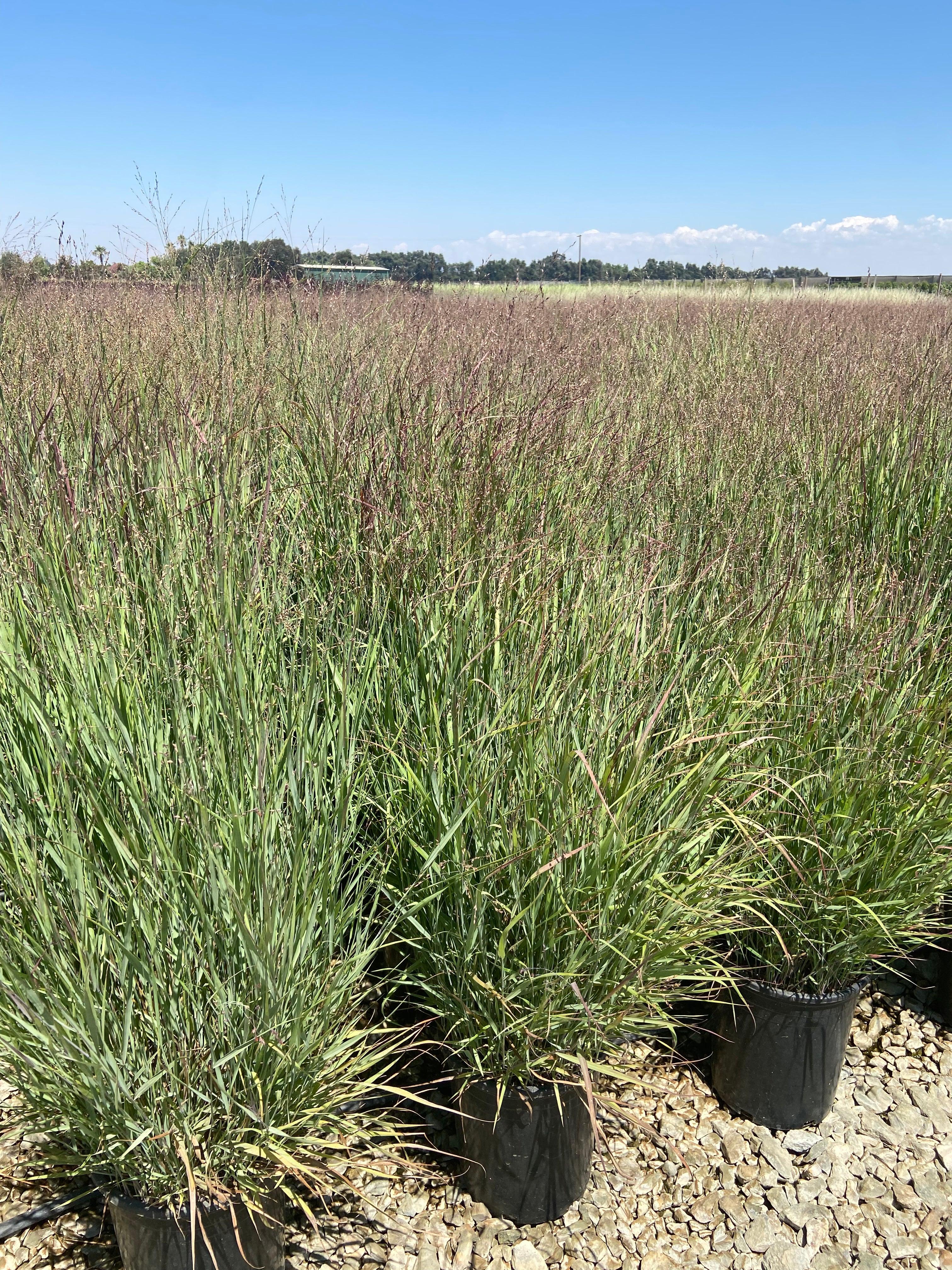 Shenandoah Switch Grass - Panicum Variegatum Shenandoa - Image 4