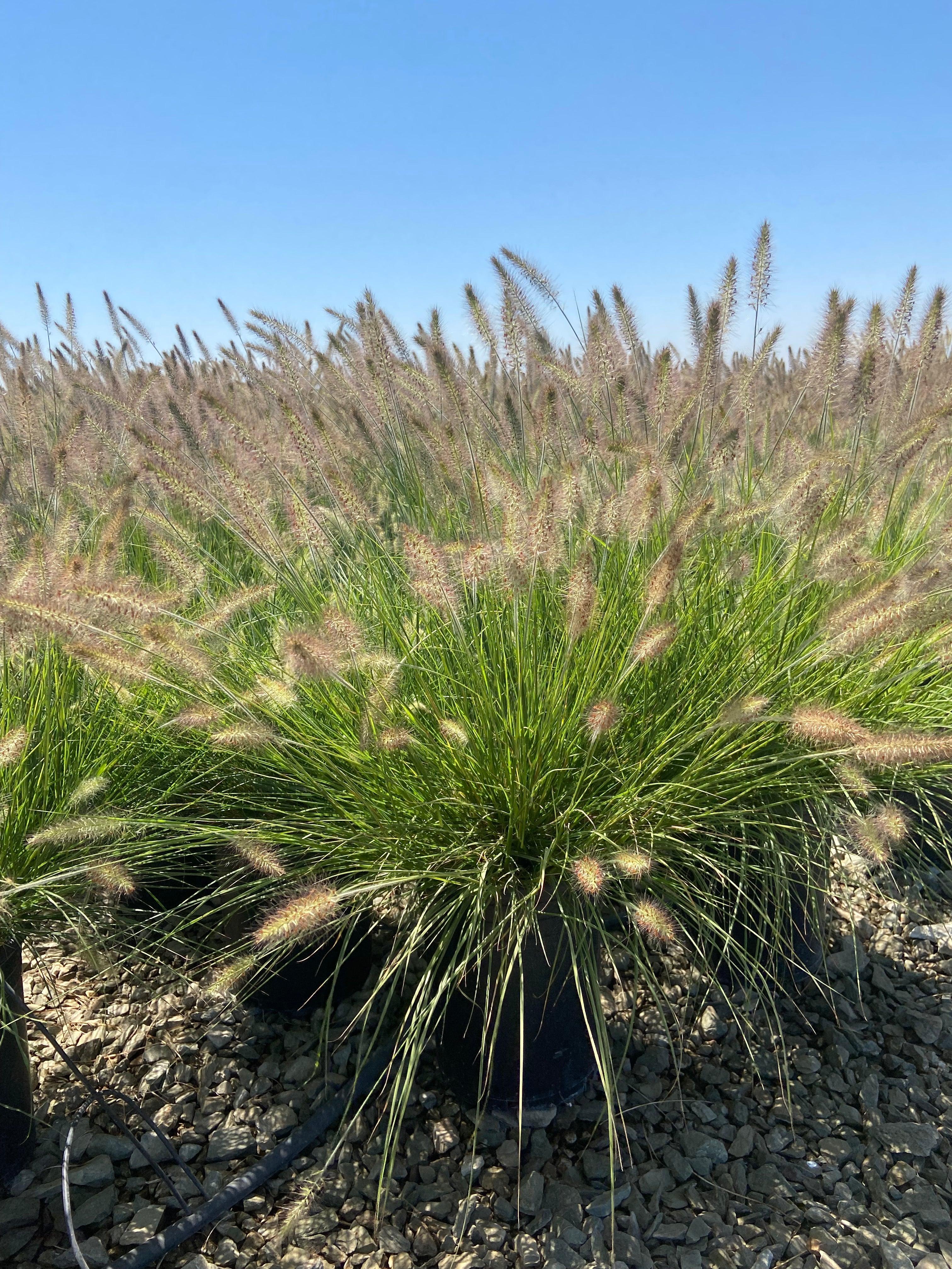 Little Bunny Dwarf Fountain Grass - Pennisetum Alopecuroides Little Bunny - Image 3