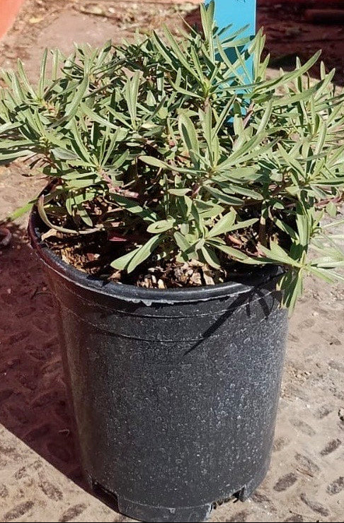 Penstemon Margarita BOP