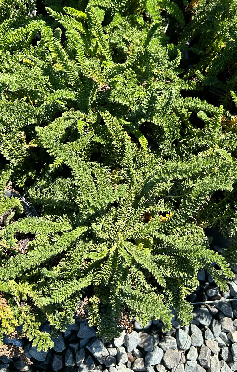 Achillea millefolium 'Alba' (White)
