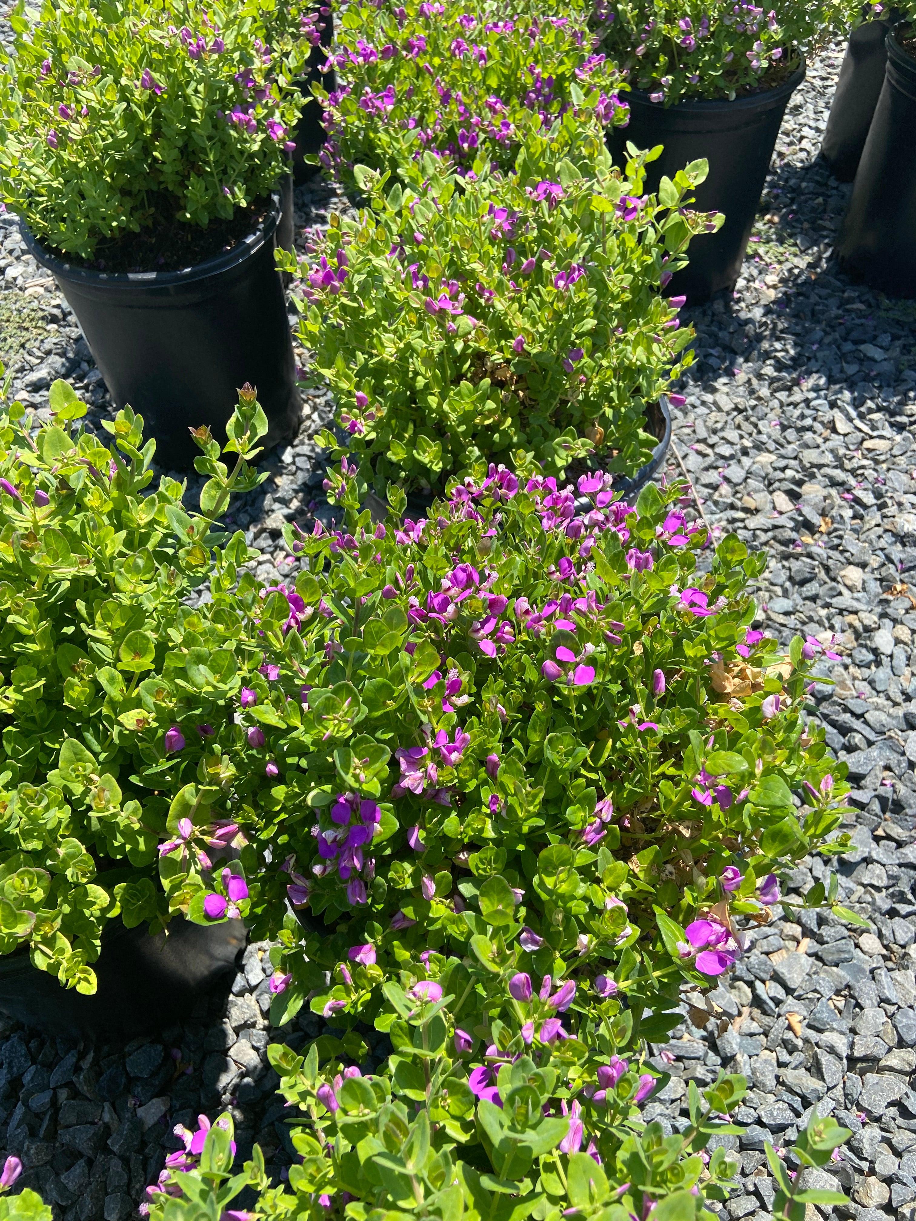 Petite Butterflies Sweet Pea - Polygala Petite Butterflies